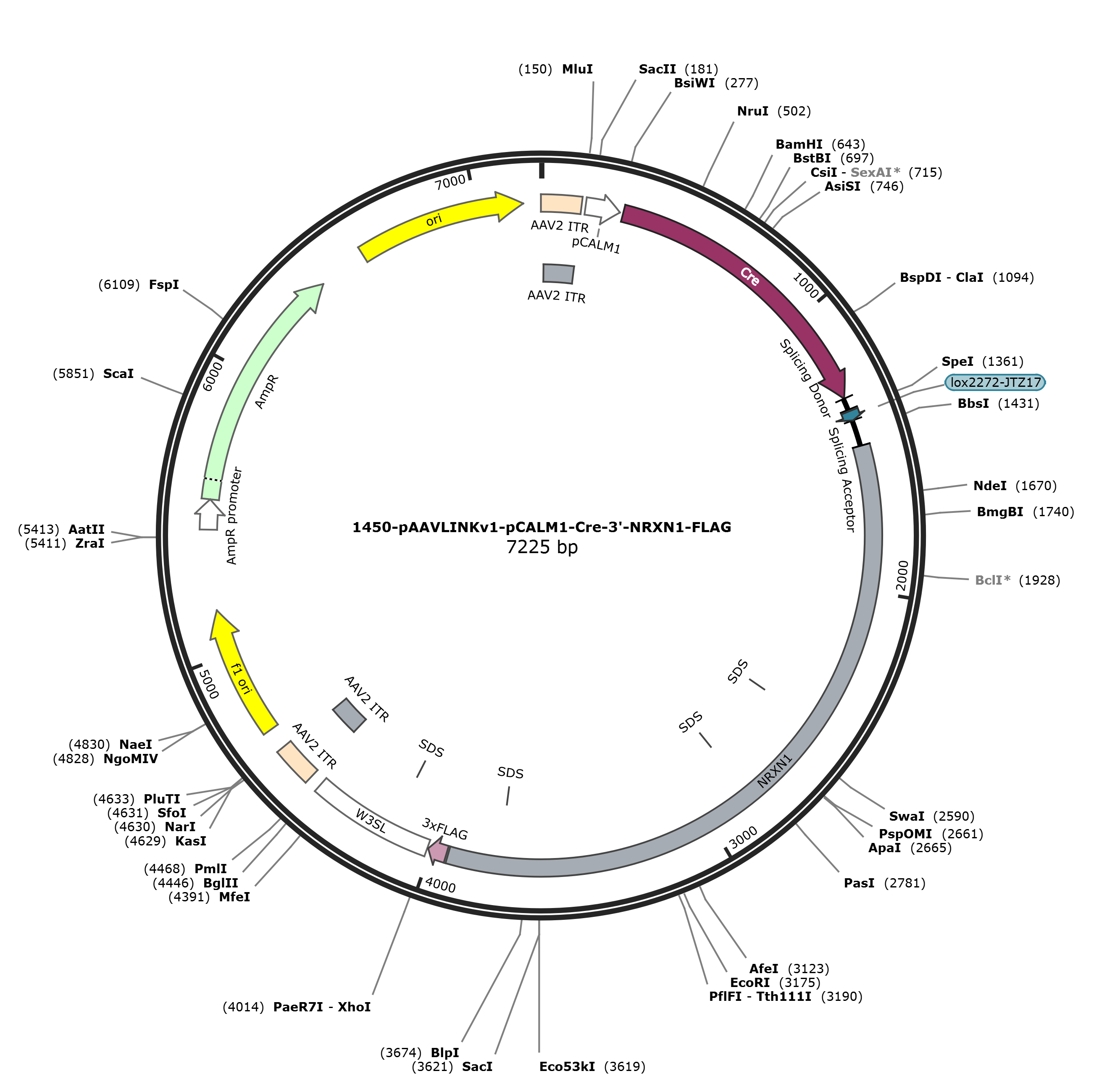 pAAVLINKv1-pCALM1-Cre-3-NRXN1-FLAG载体图谱