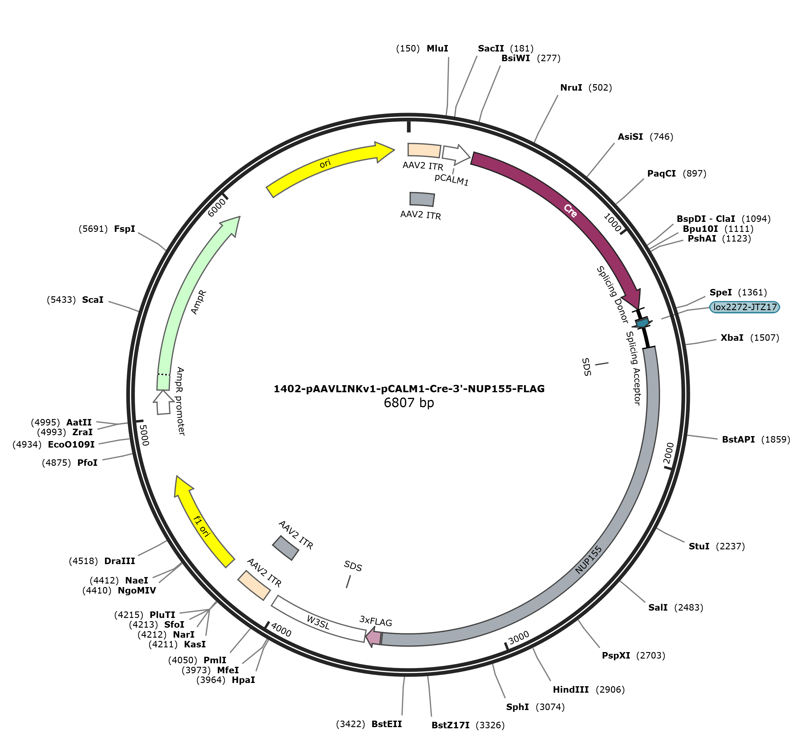 pAAVLINKv1-pCALM1-Cre-3-NUP155-FLAG载体图谱