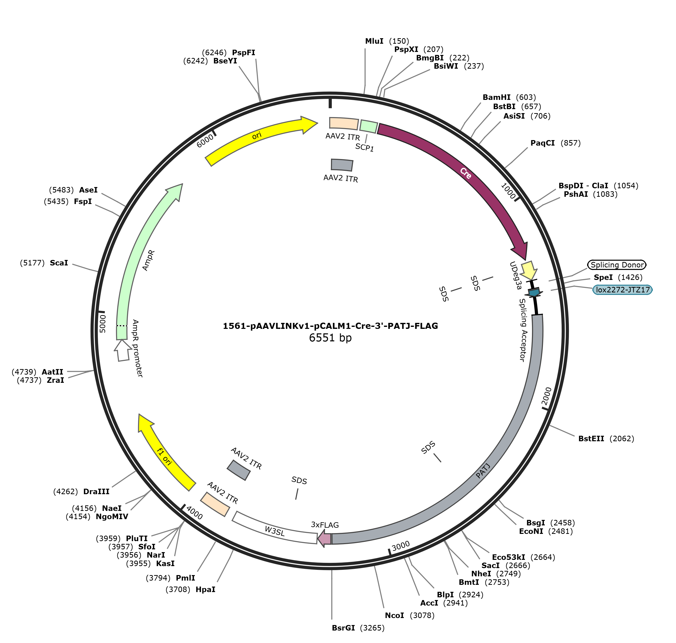 pAAVLINKv1-pCALM1-Cre-3-PATJ-FLAG载体图谱