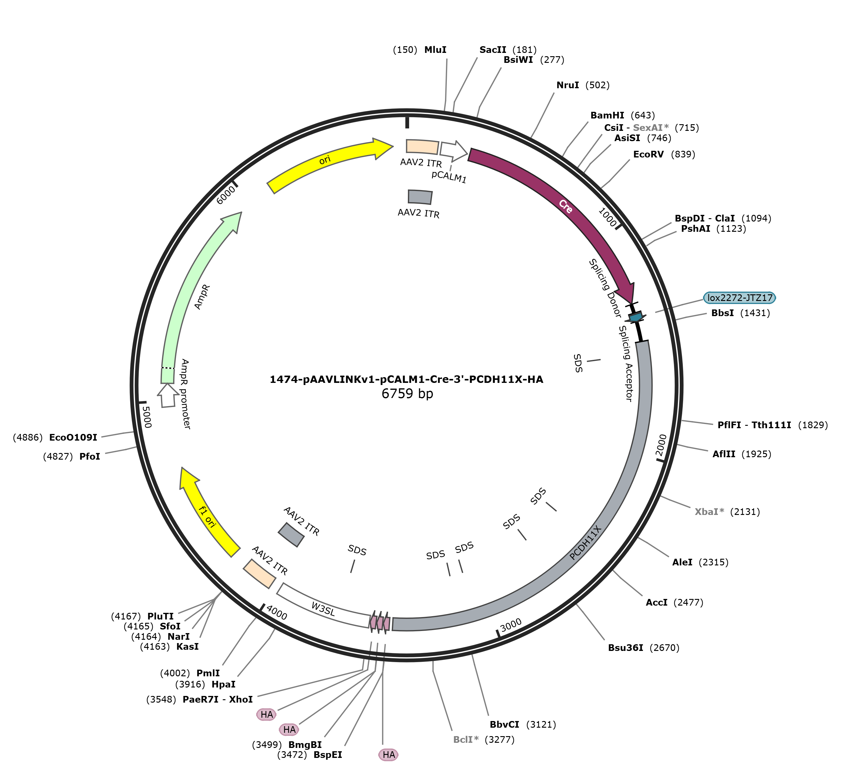 pAAVLINKv1-pCALM1-Cre-3-PCDH11X-HA载体图谱