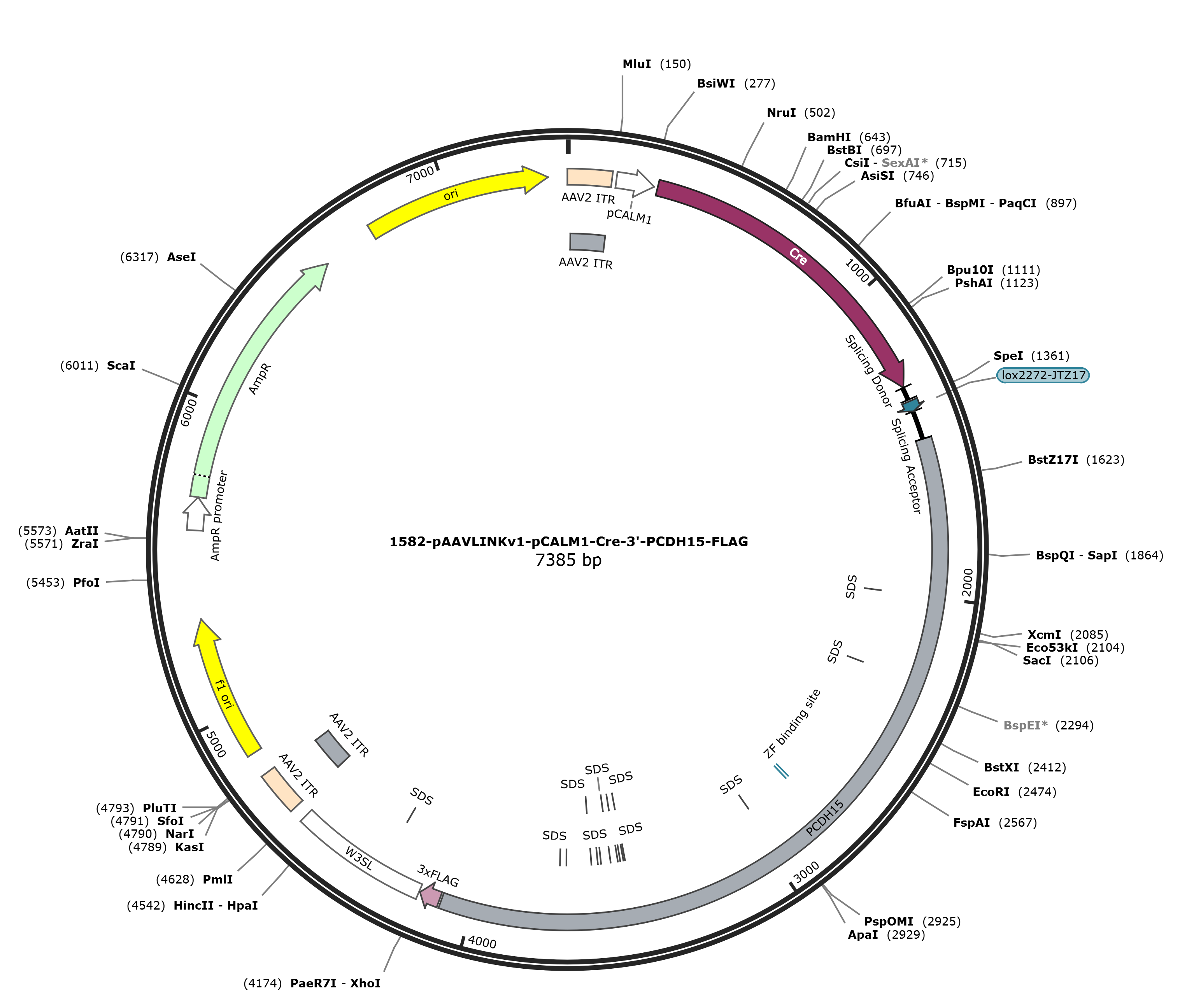 pAAVLINKv1-pCALM1-Cre-3-PCDH15-FLAG载体图谱