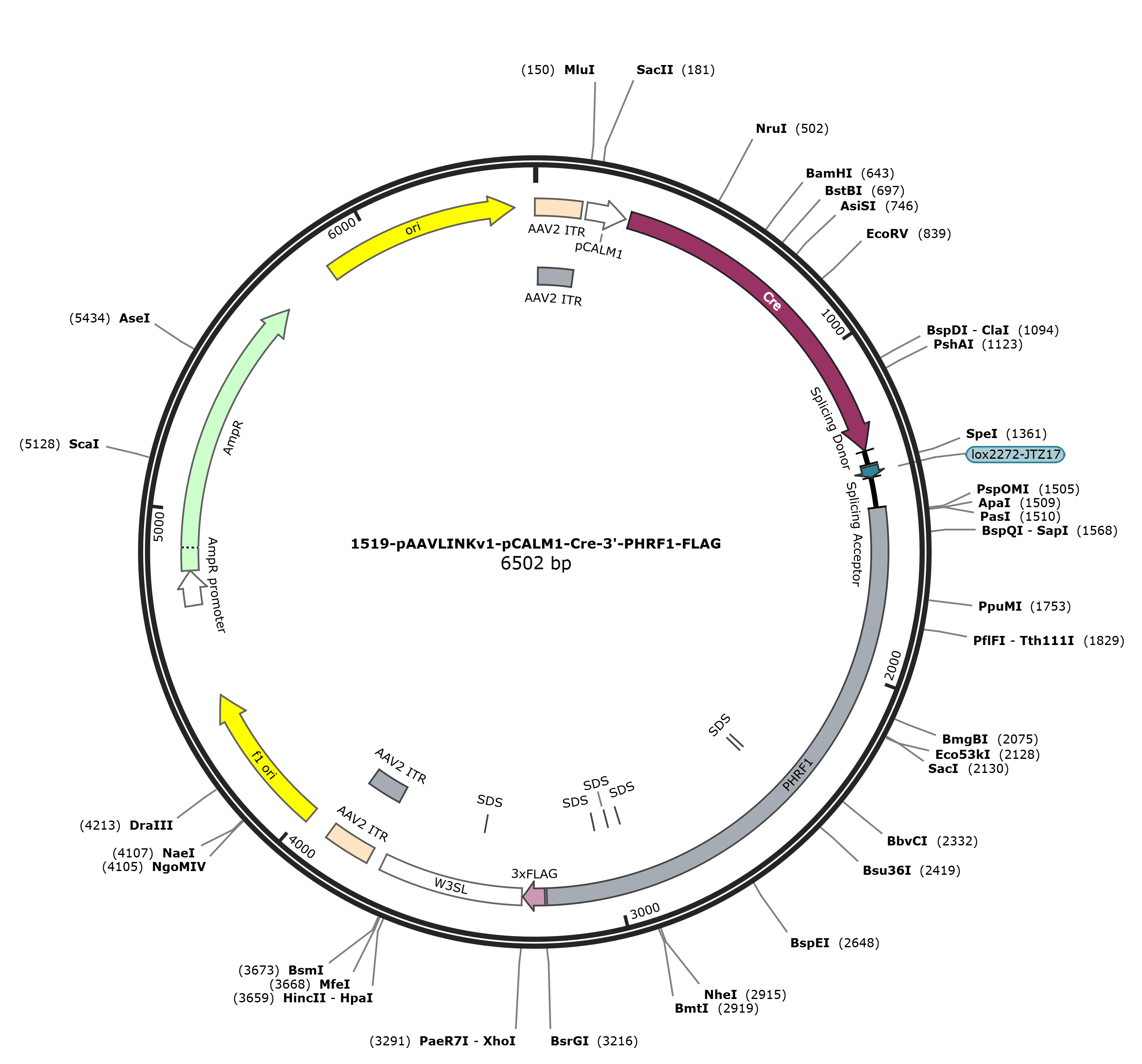 pAAVLINKv1-pCALM1-Cre-3-PHRF1-FLAG载体图谱