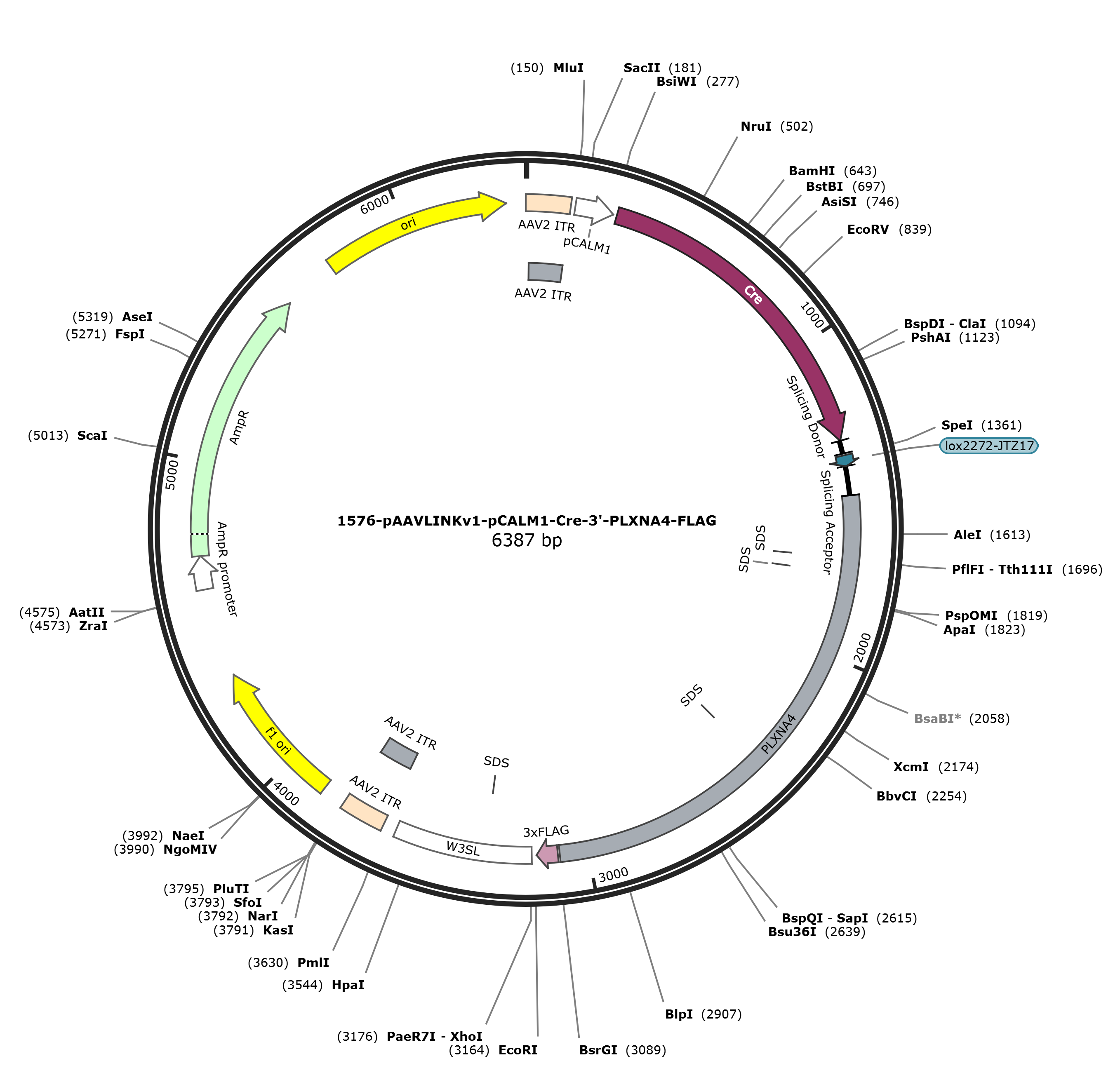 pAAVLINKv1-pCALM1-Cre-3-PLXNA4-FLAG载体图谱