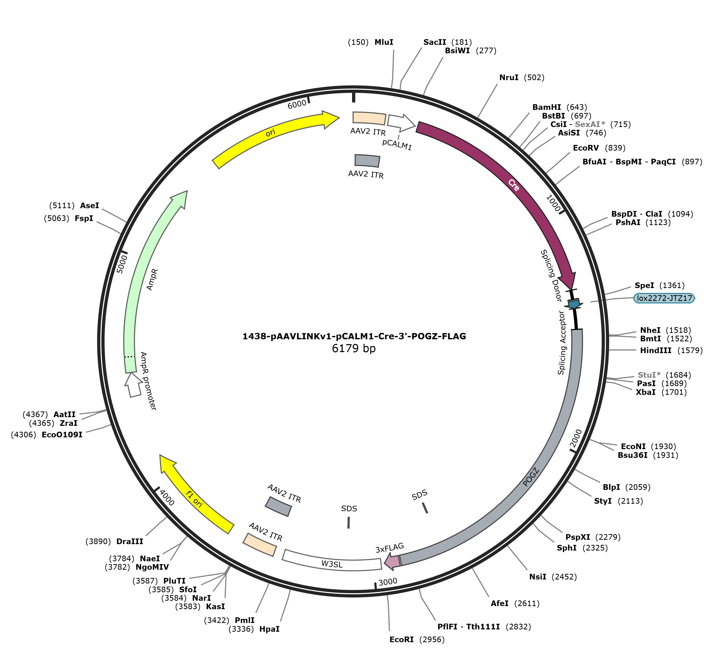 pAAVLINKv1-pCALM1-Cre-3-POGZ-FLAG载体图谱