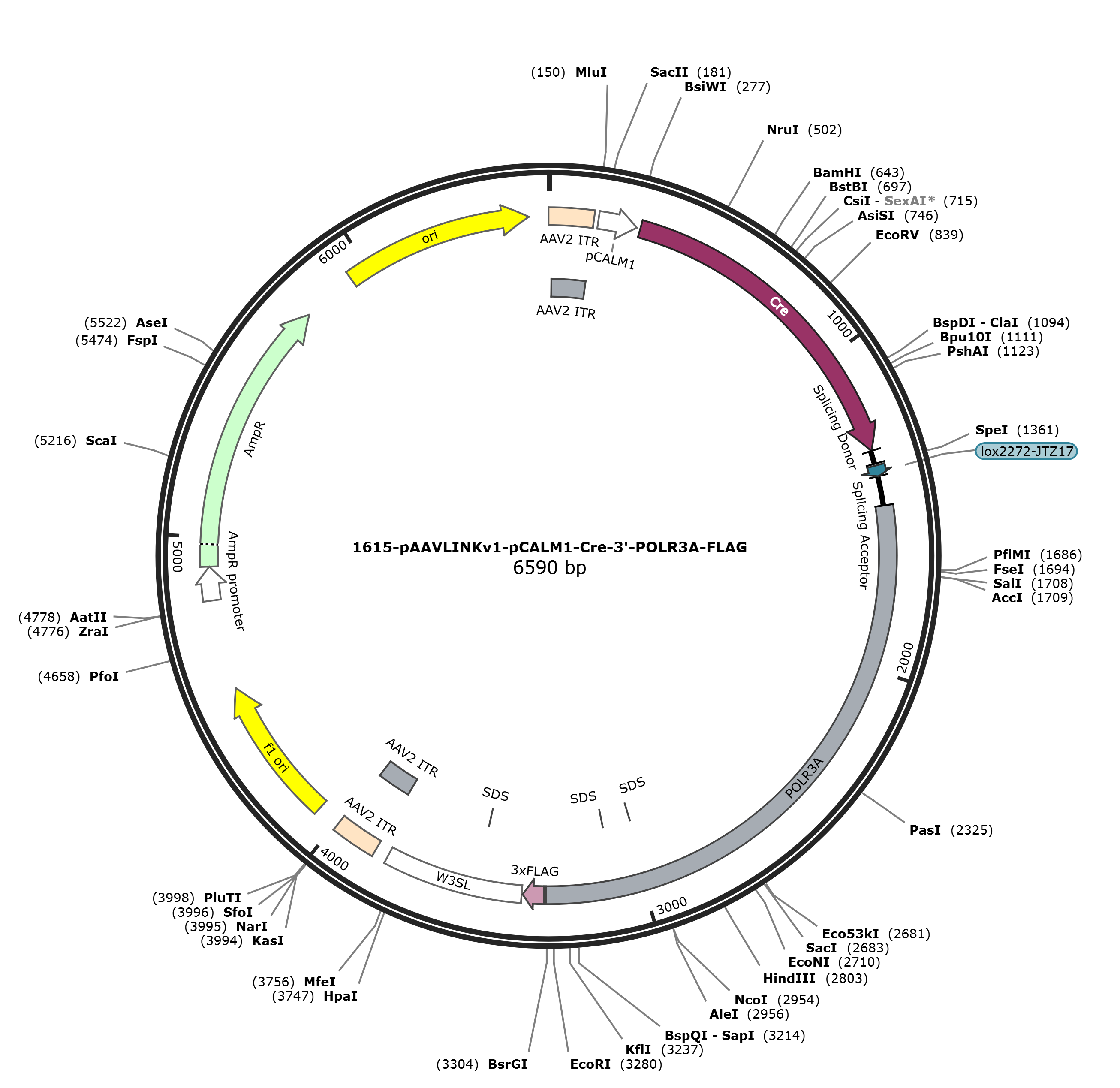 pAAVLINKv1-pCALM1-Cre-3-POLR3A-FLAG载体图谱