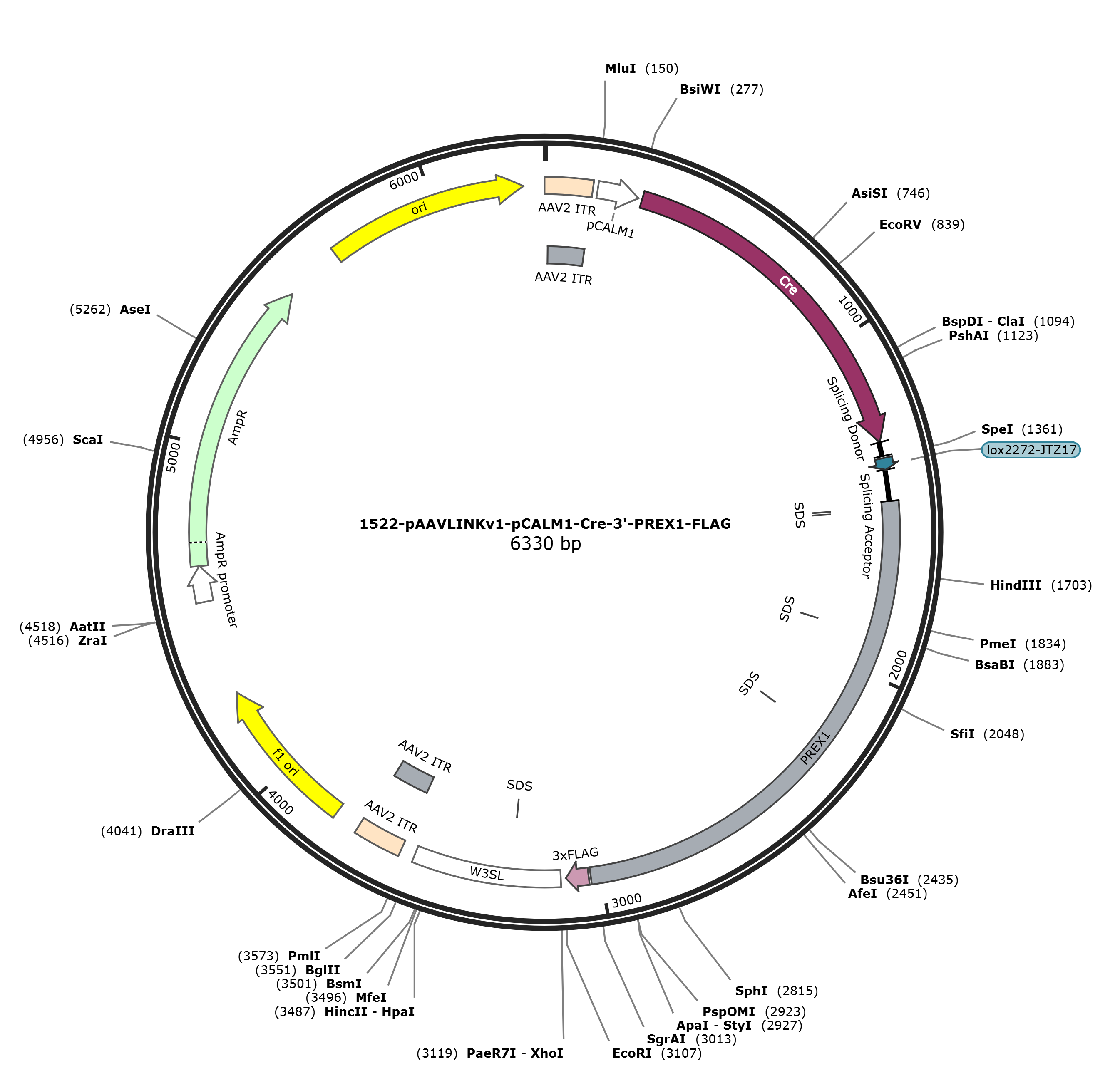 pAAVLINKv1-pCALM1-Cre-3-PREX1-FLAG载体图谱