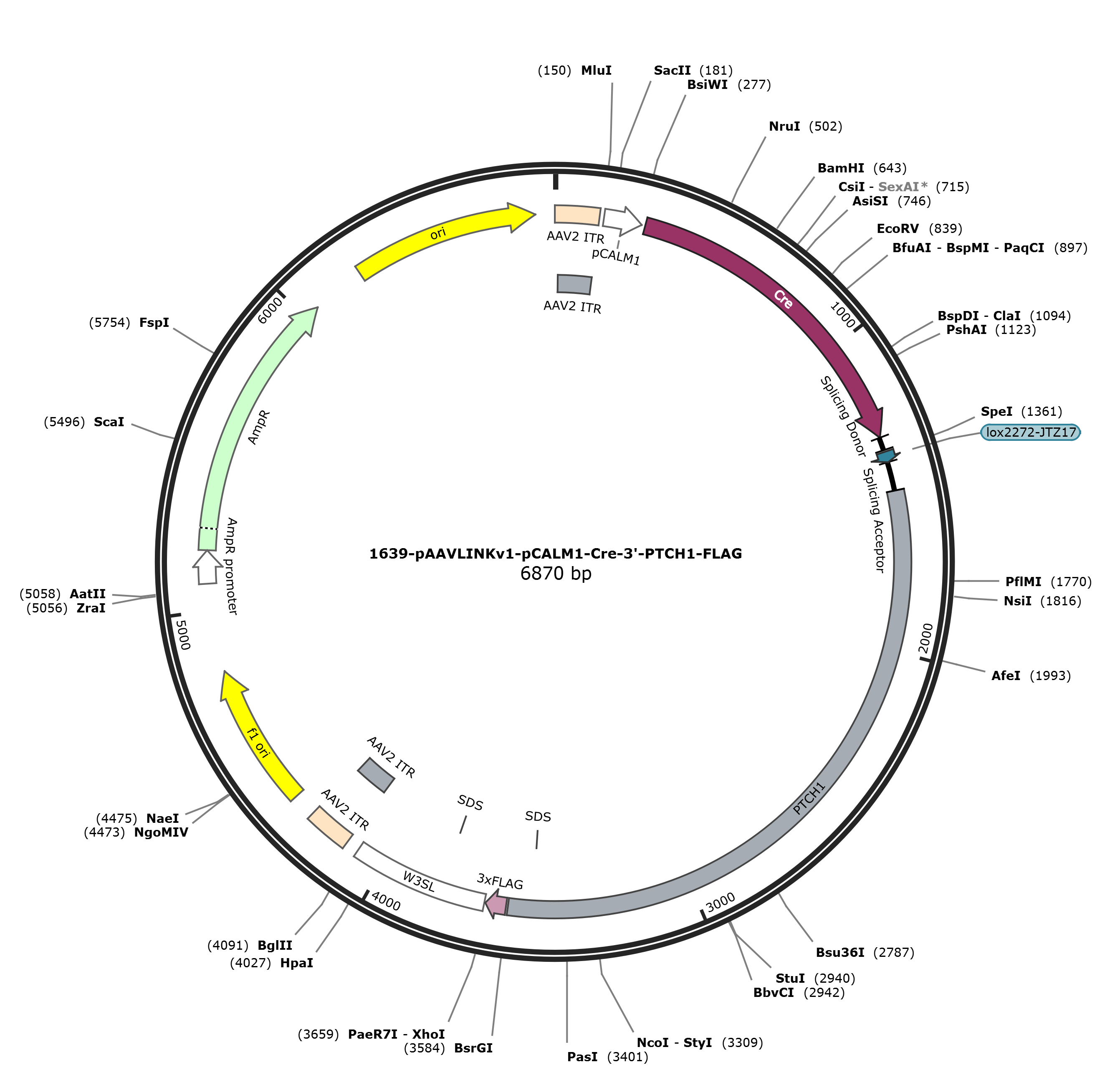pAAVLINKv1-pCALM1-Cre-3-PTCH1-FLAG载体图谱