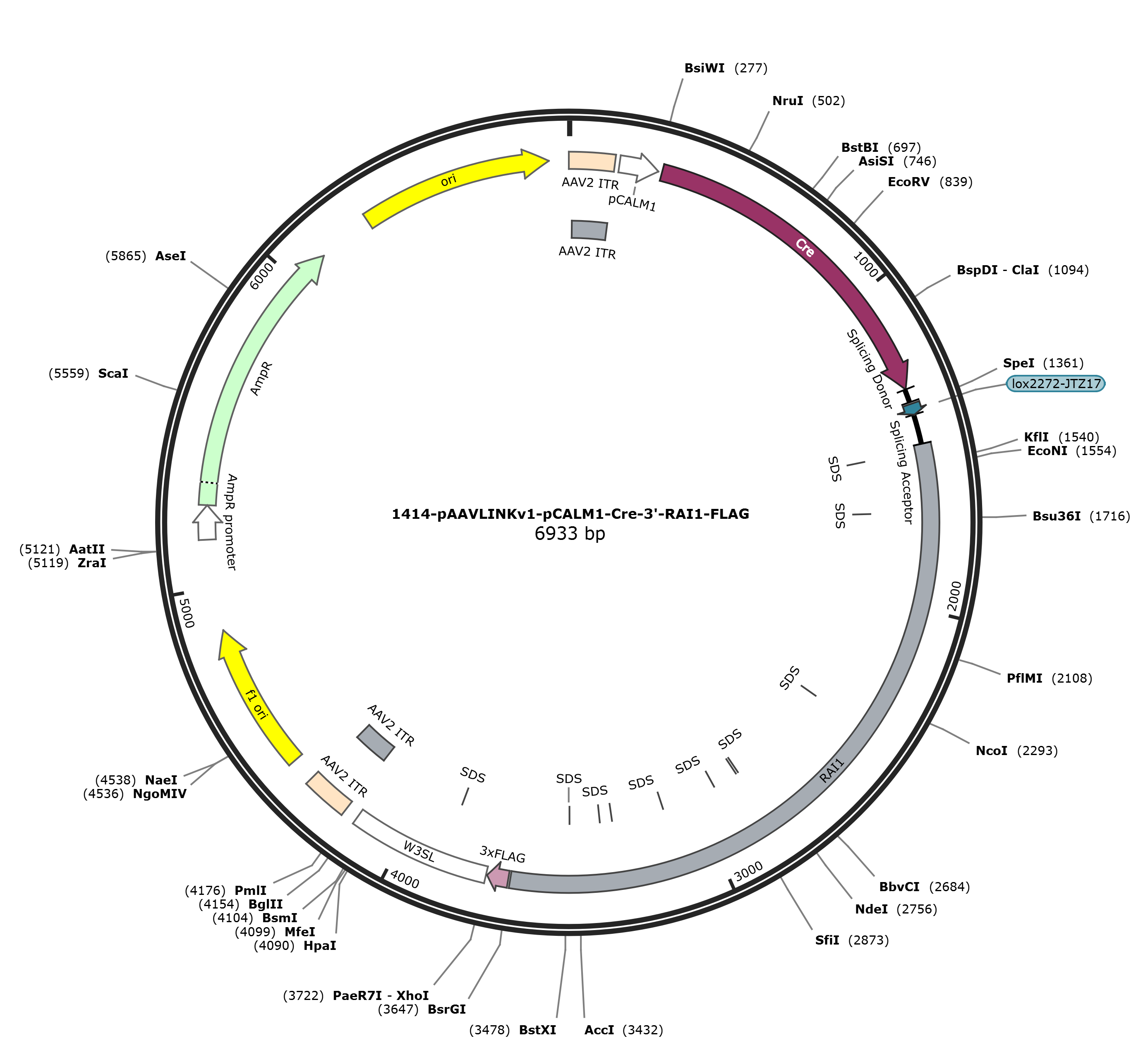 pAAVLINKv1-pCALM1-Cre-3-RAI1-FLAG载体图谱