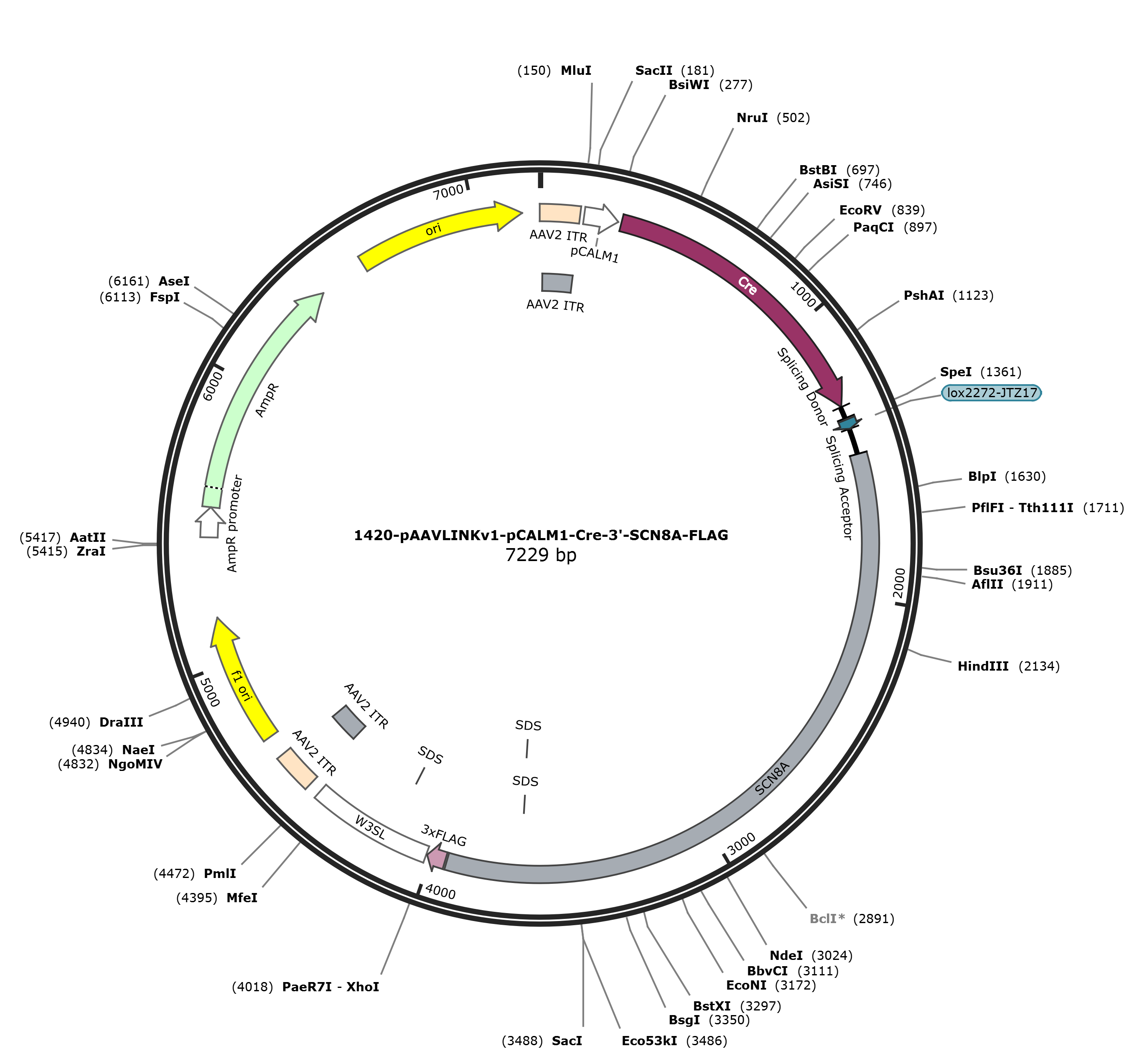 pAAVLINKv1-pCALM1-Cre-3-SCN8A-FLAG载体图谱