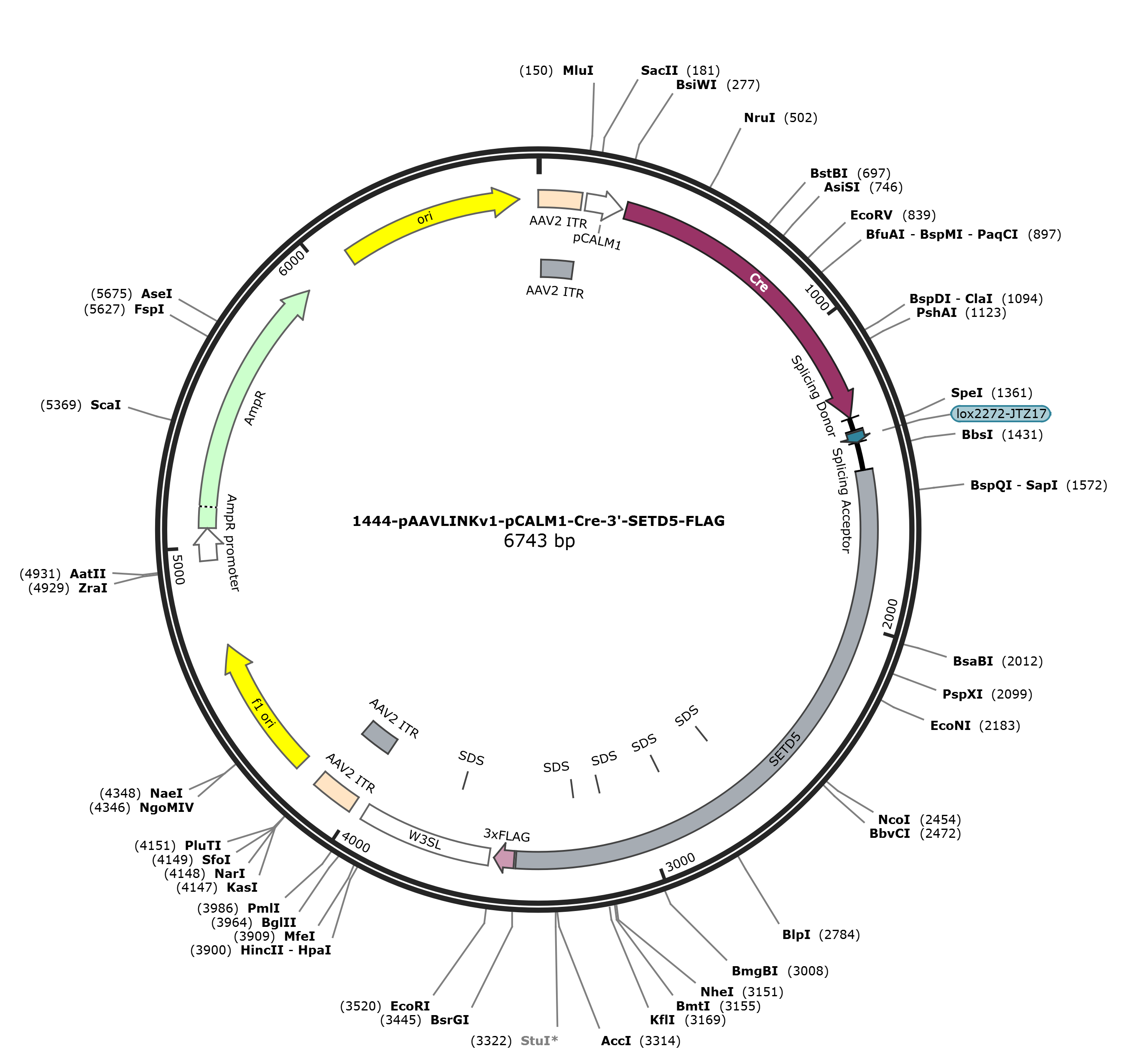 pAAVLINKv1-pCALM1-Cre-3-SETD5-FLAG载体图谱