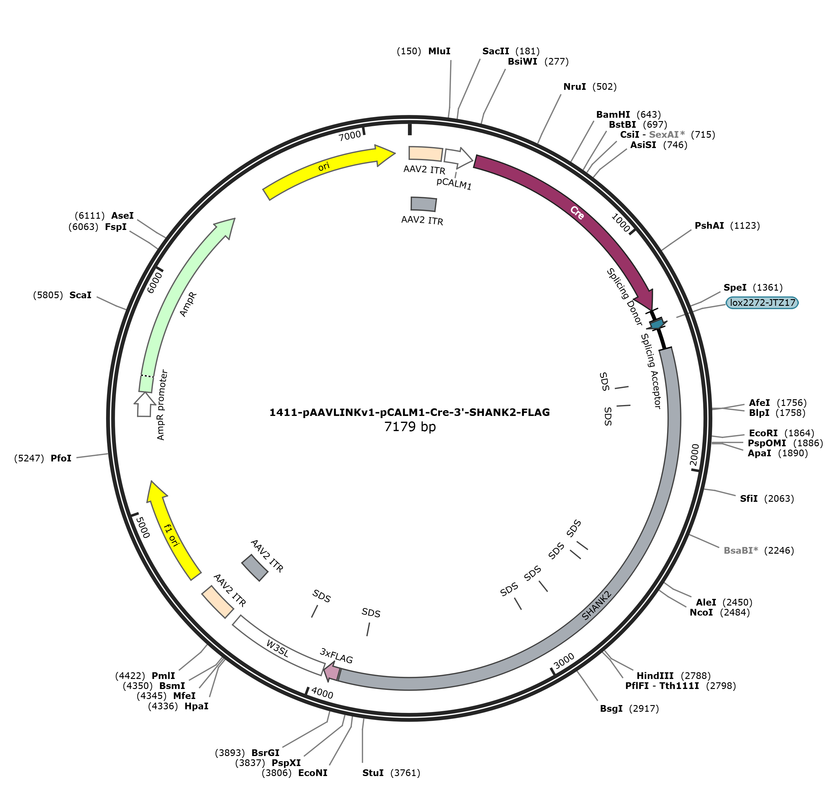 pAAVLINKv1-pCALM1-Cre-3-SHANK2-FLAG载体图谱