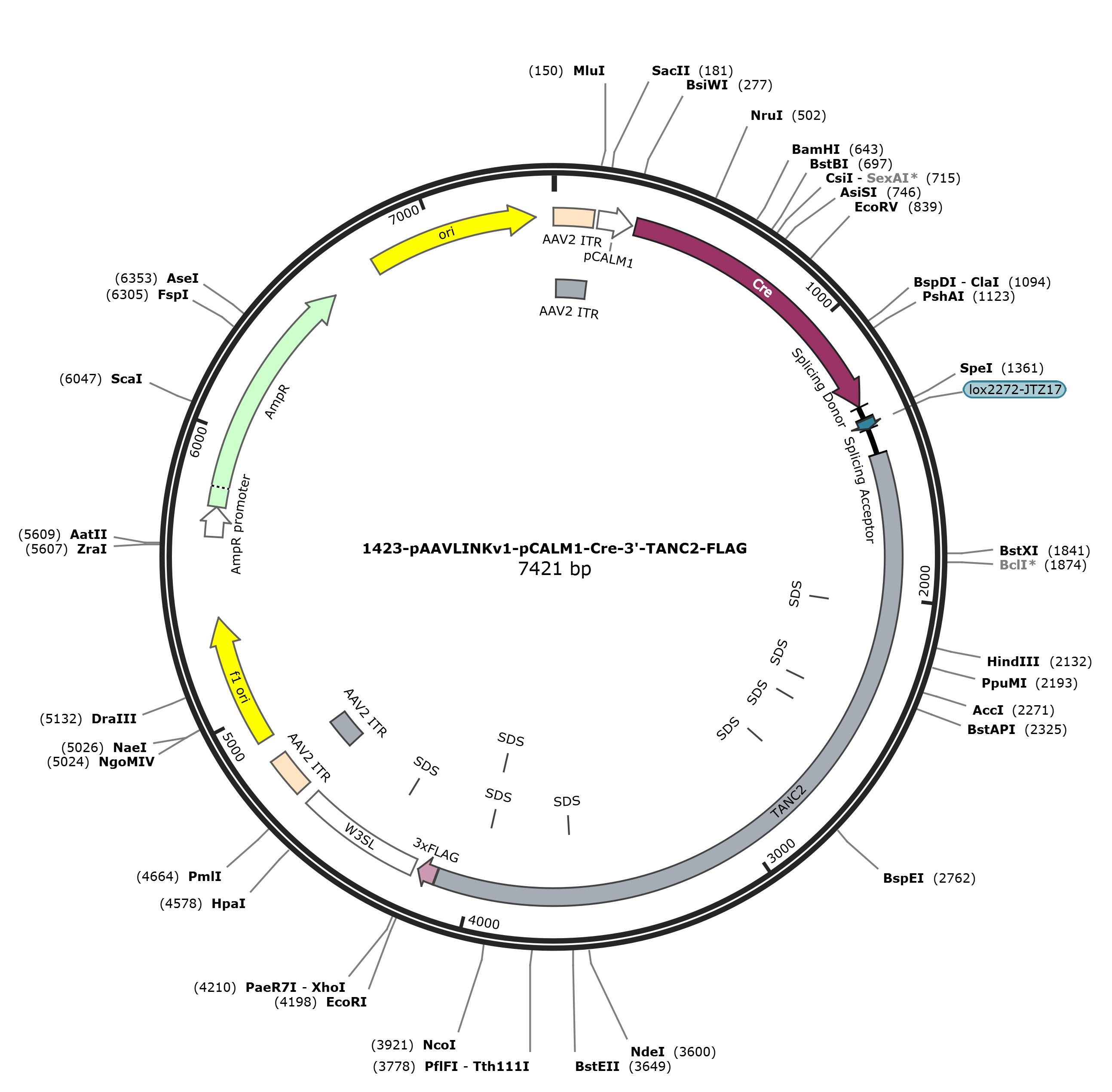 pAAVLINKv1-pCALM1-Cre-3-TANC2-FLAG载体图谱