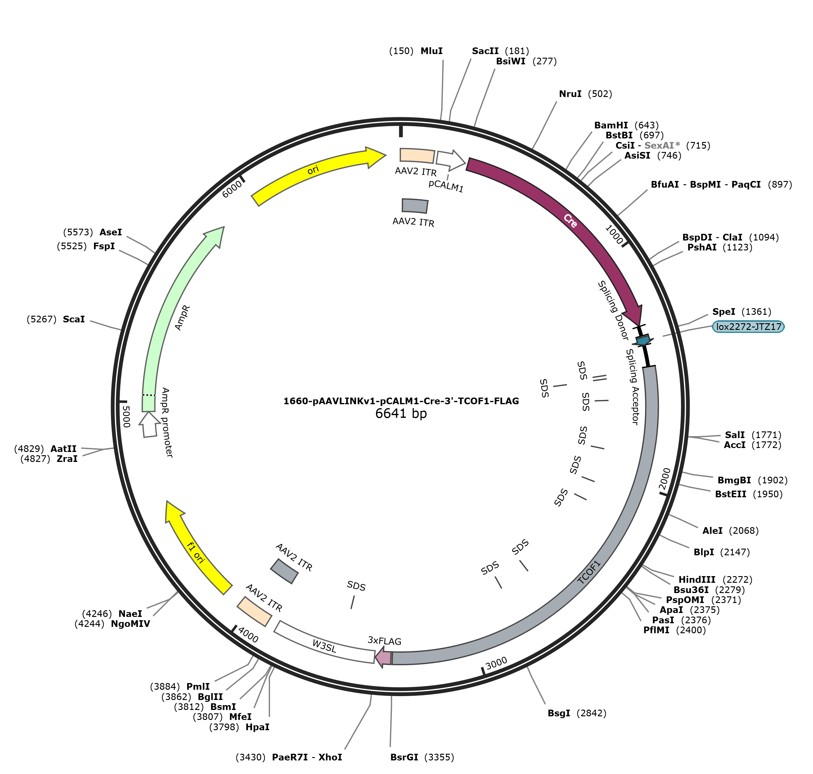 pAAVLINKv1-pCALM1-Cre-3-TCOF1-FLAG载体图谱