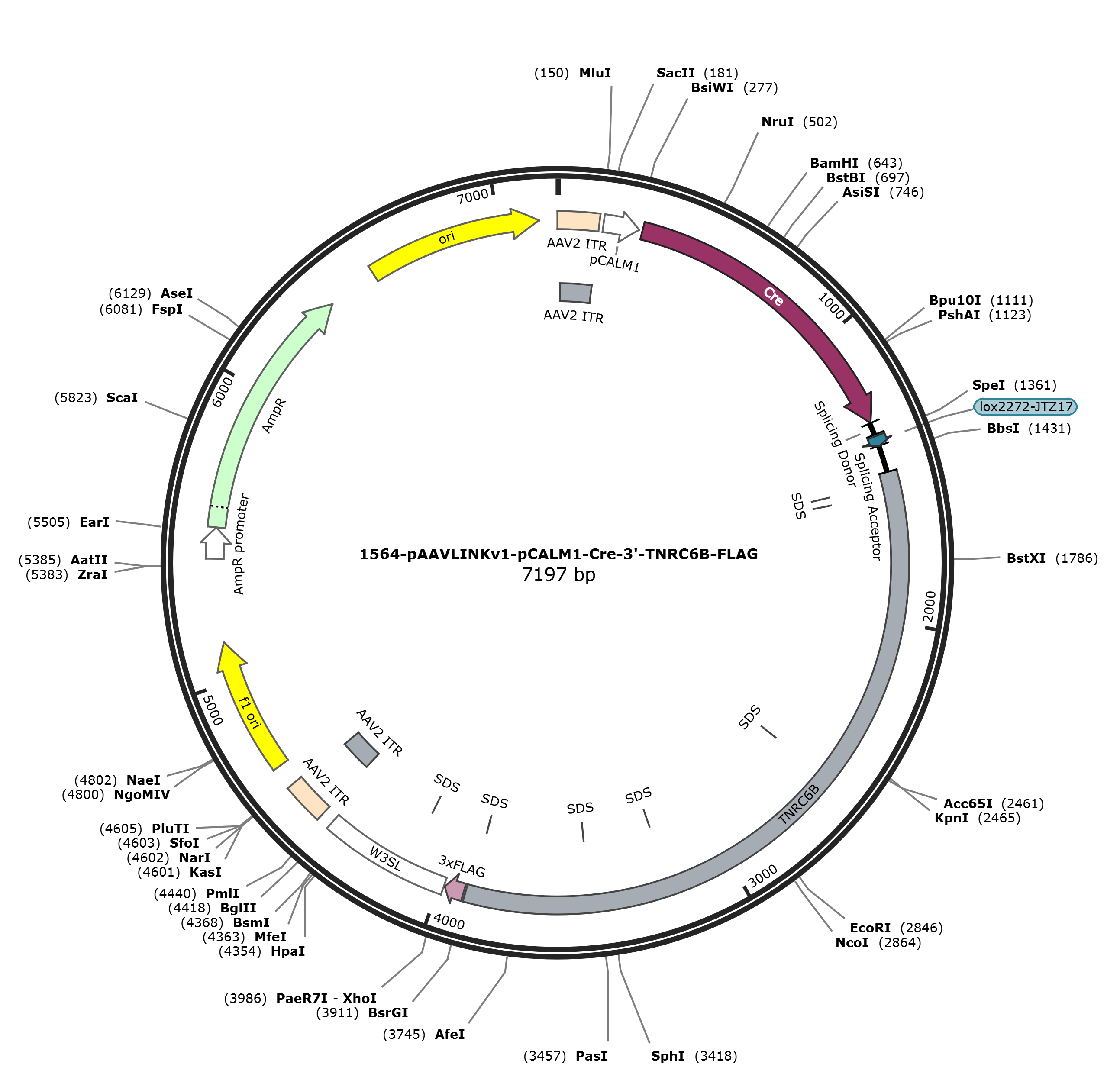pAAVLINKv1-pCALM1-Cre-3-TNRC6B-FLAG载体图谱