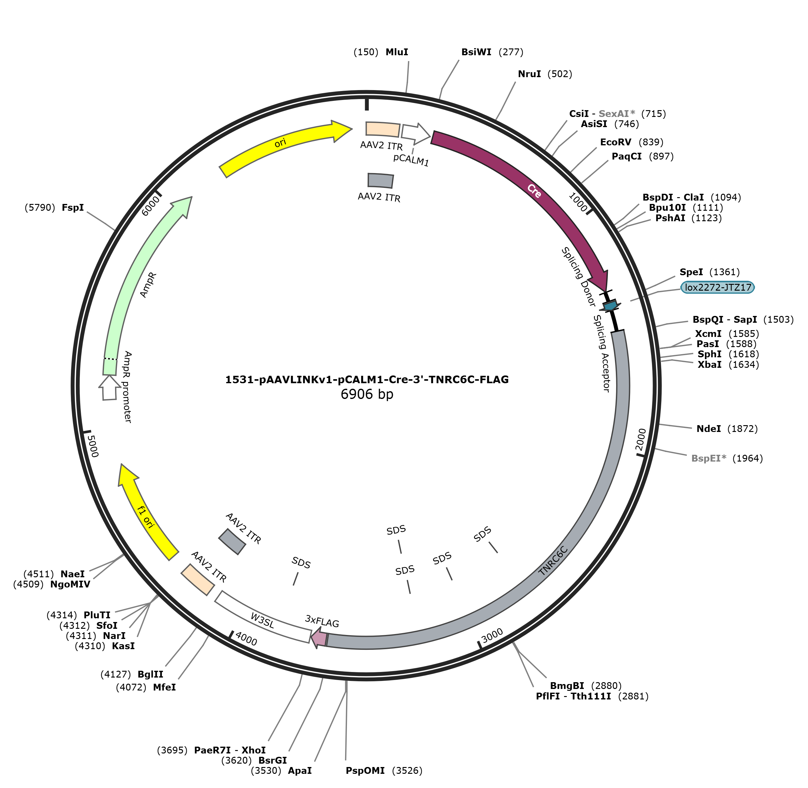 pAAVLINKv1-pCALM1-Cre-3-TNRC6C-FLAG载体图谱