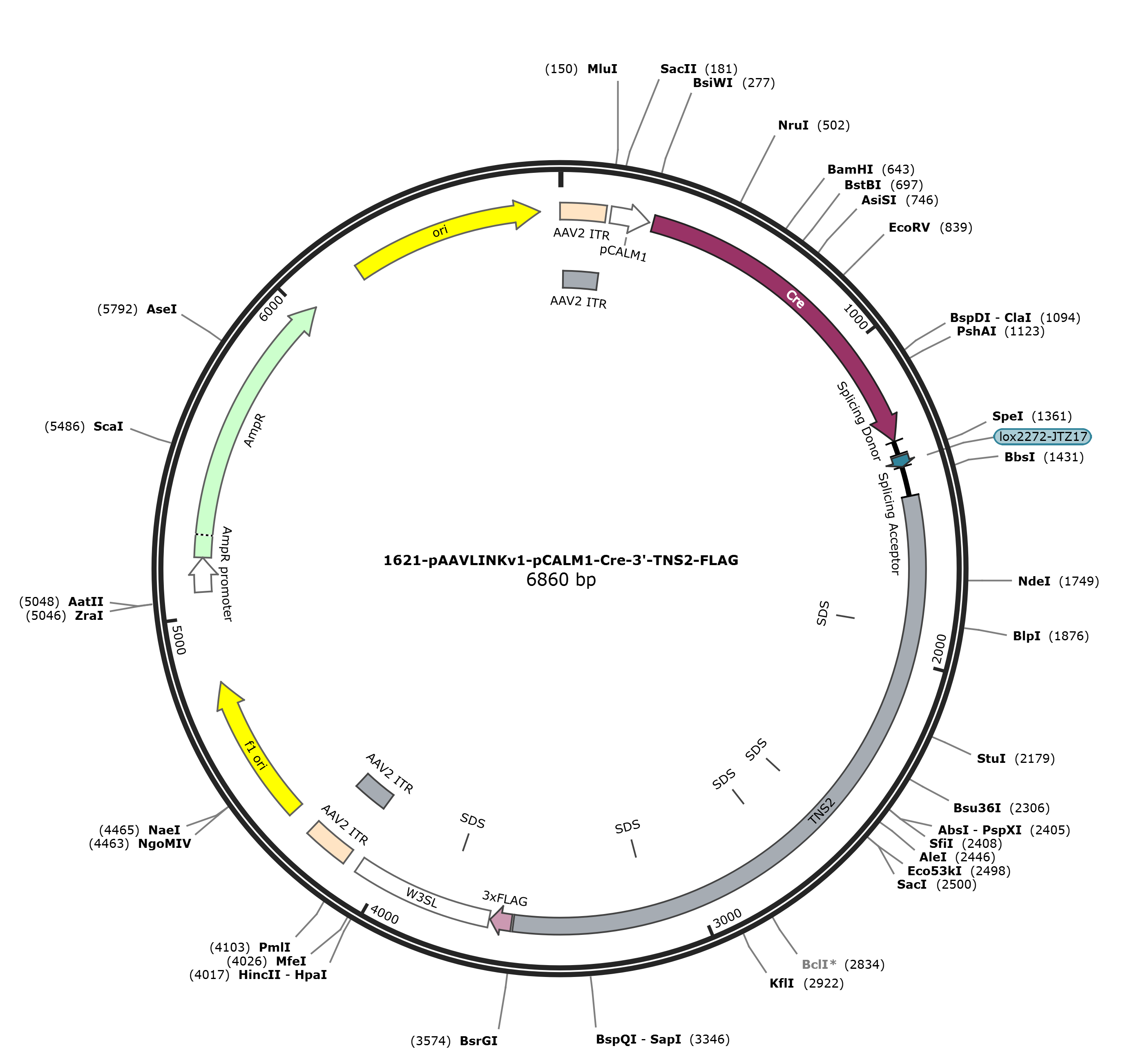 pAAVLINKv1-pCALM1-Cre-3-TNS2-FLAG载体图谱