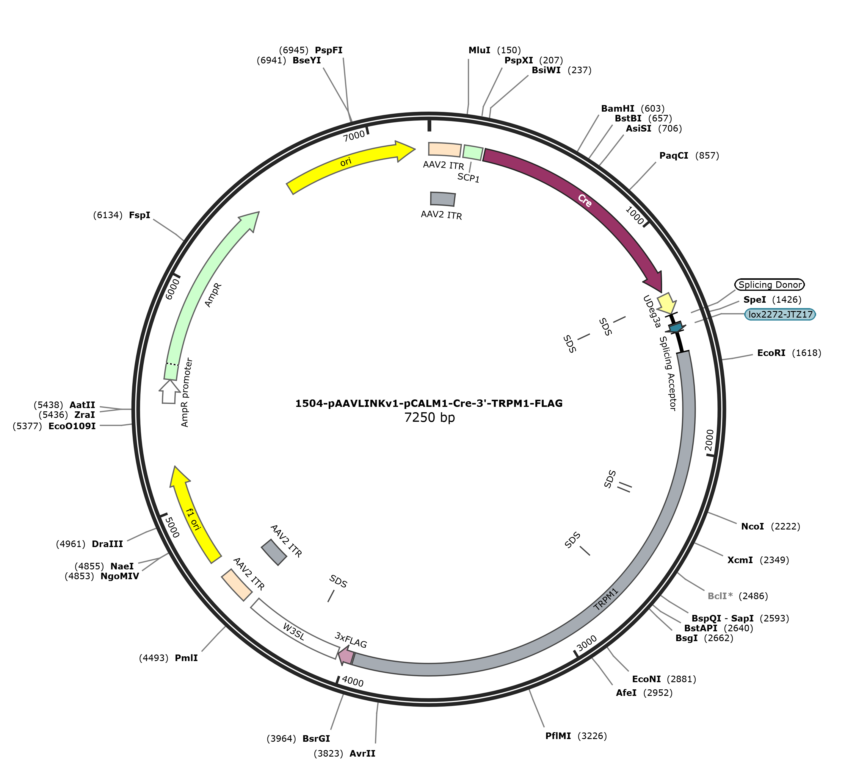 pAAVLINKv1-pCALM1-Cre-3-TRPM1-FLAG载体图谱