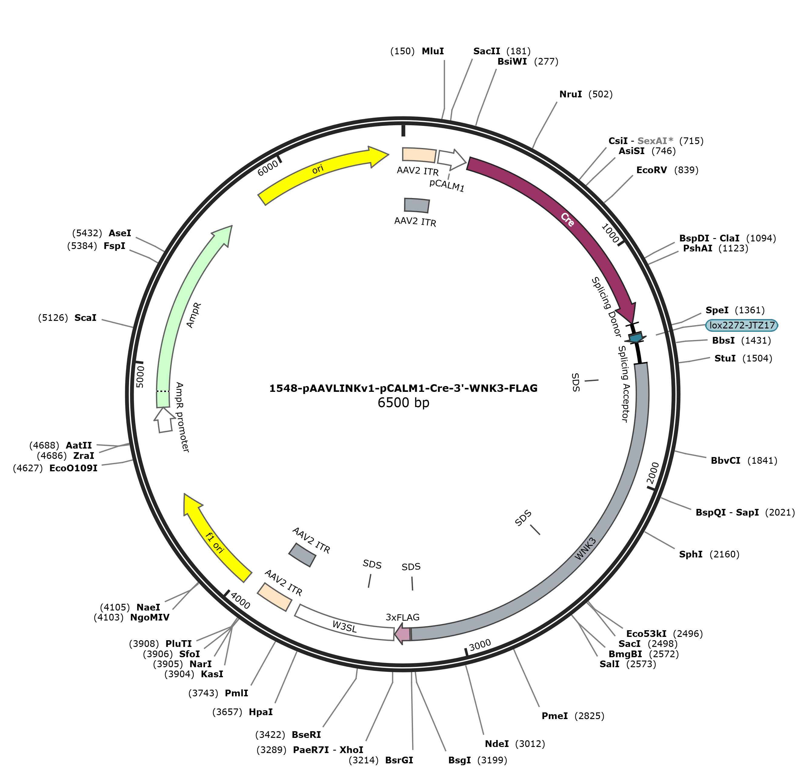 pAAVLINKv1-pCALM1-Cre-3-WNK3-FLAG载体图谱