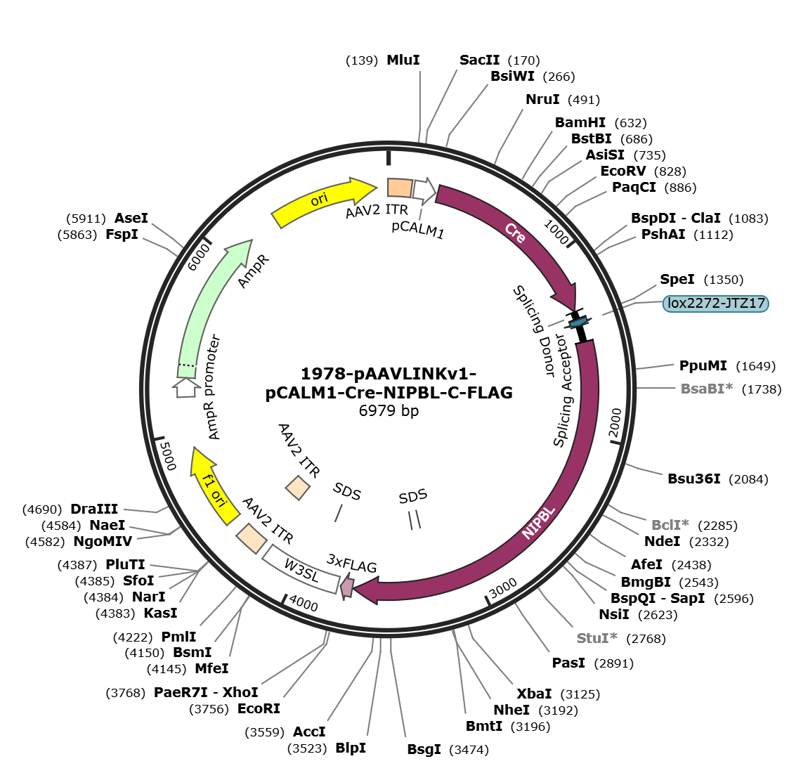 pAAVLINKv1-pCALM1-Cre-NIPBL-C-FLAG载体图谱