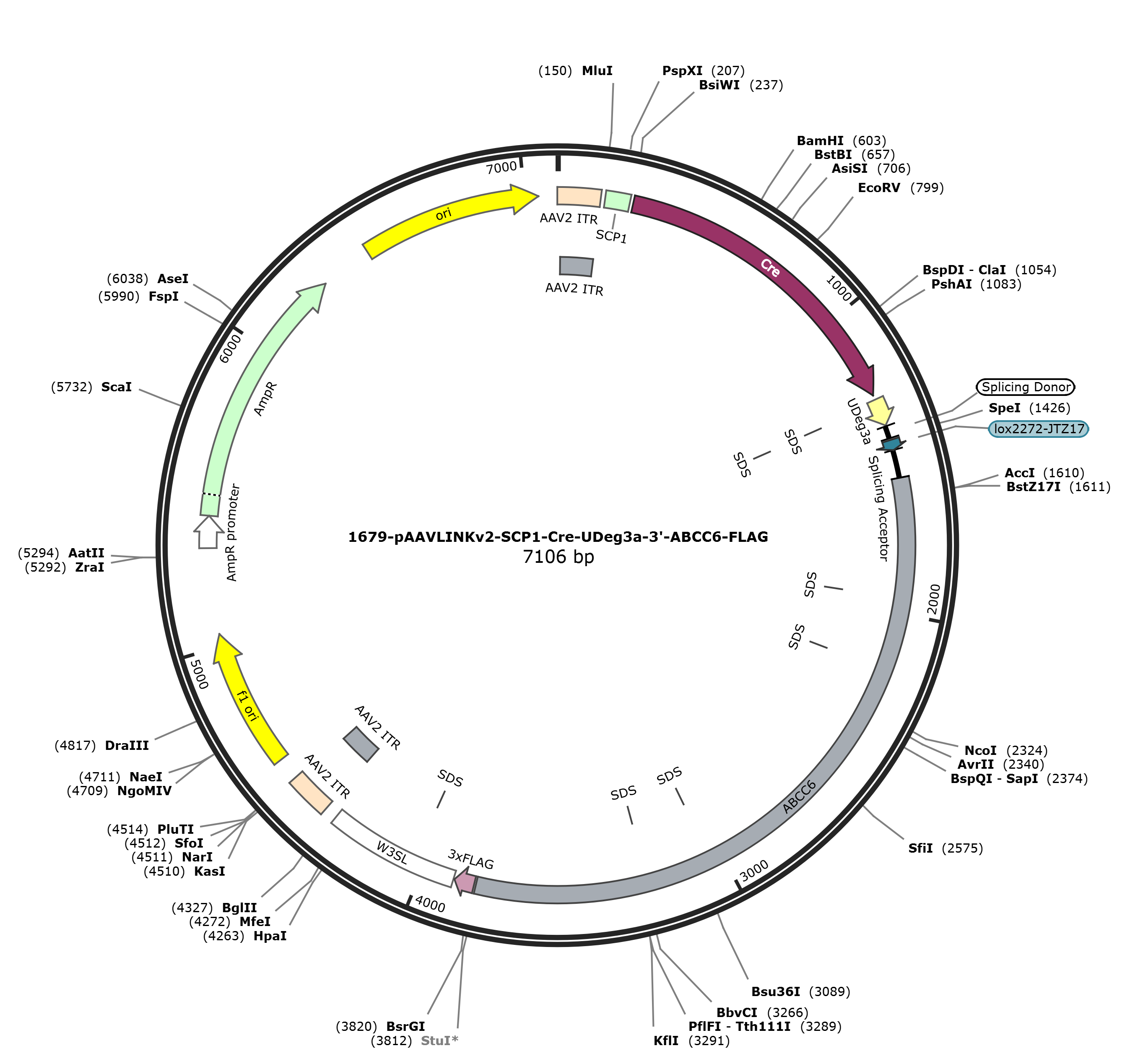 pAAVLINKv2-SCP1-Cre-UDeg3a-3-ABCC6-FLAG载体图谱