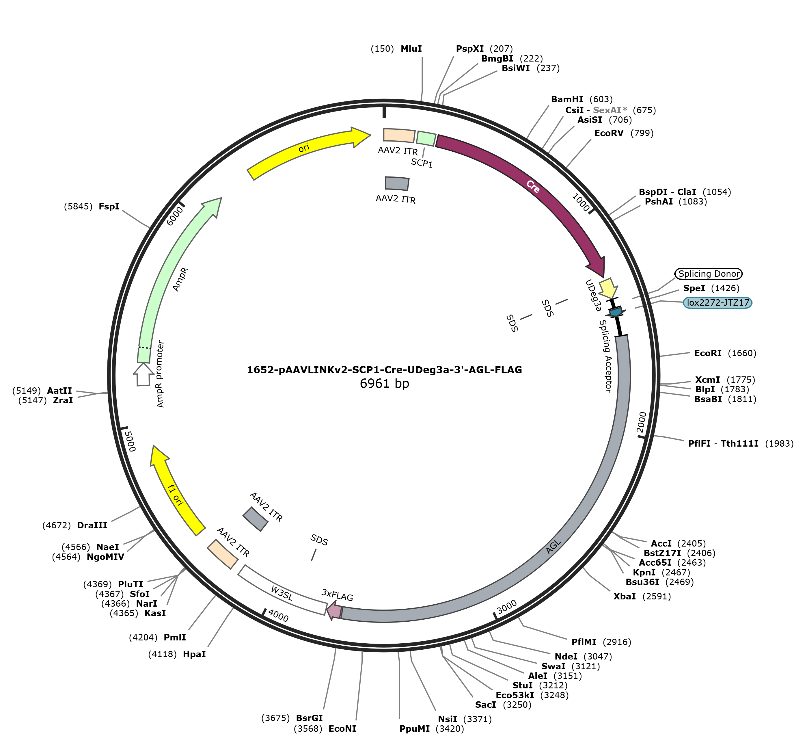 pAAVLINKv2-SCP1-Cre-UDeg3a-3-AGL-FLAG载体图谱