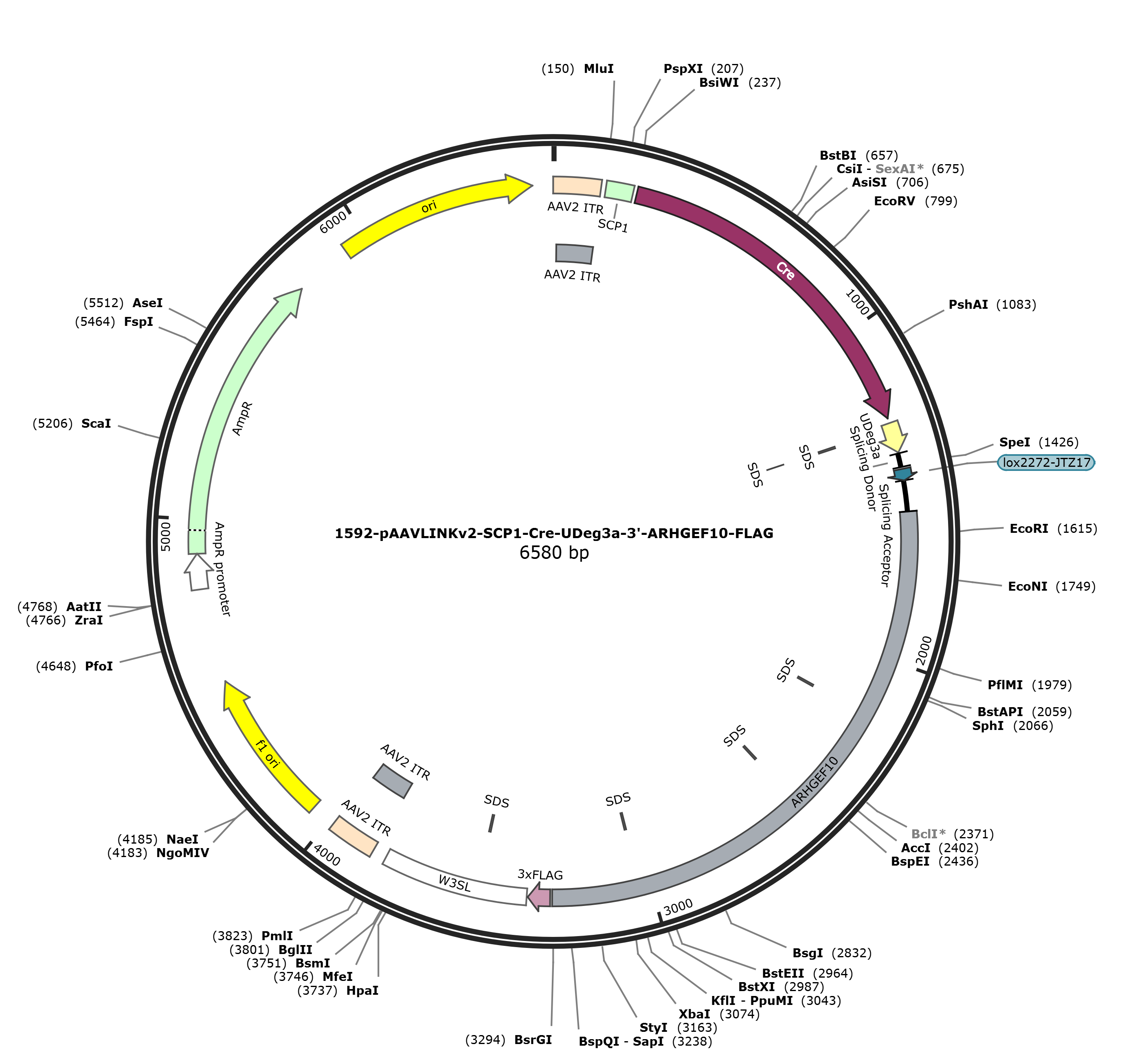 pAAVLINKv2-SCP1-Cre-UDeg3a-3-ARHGEF10-FLAG载体图谱