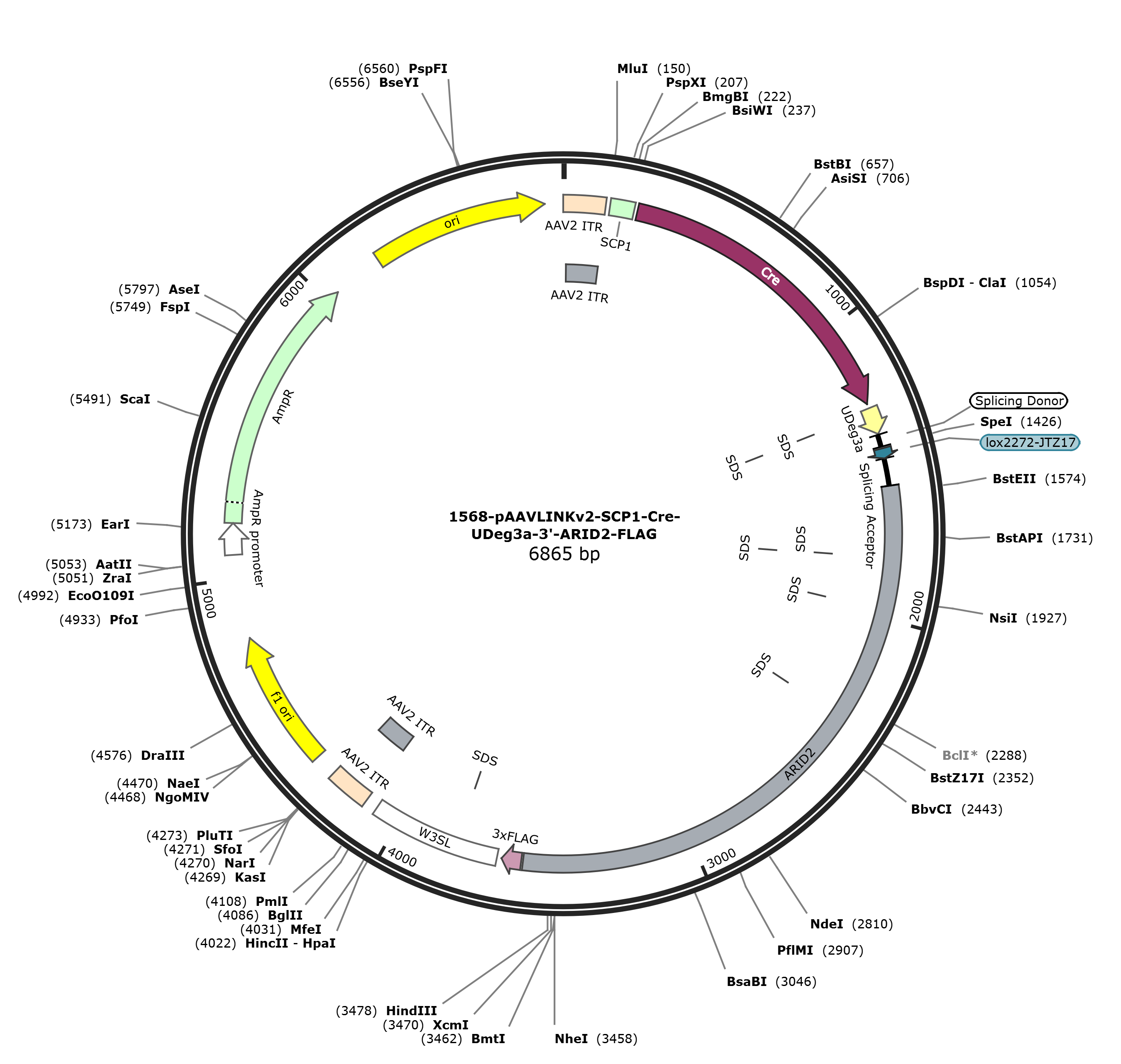 pAAVLINKv2-SCP1-Cre-UDeg3a-3-ARID2-FLAG载体图谱