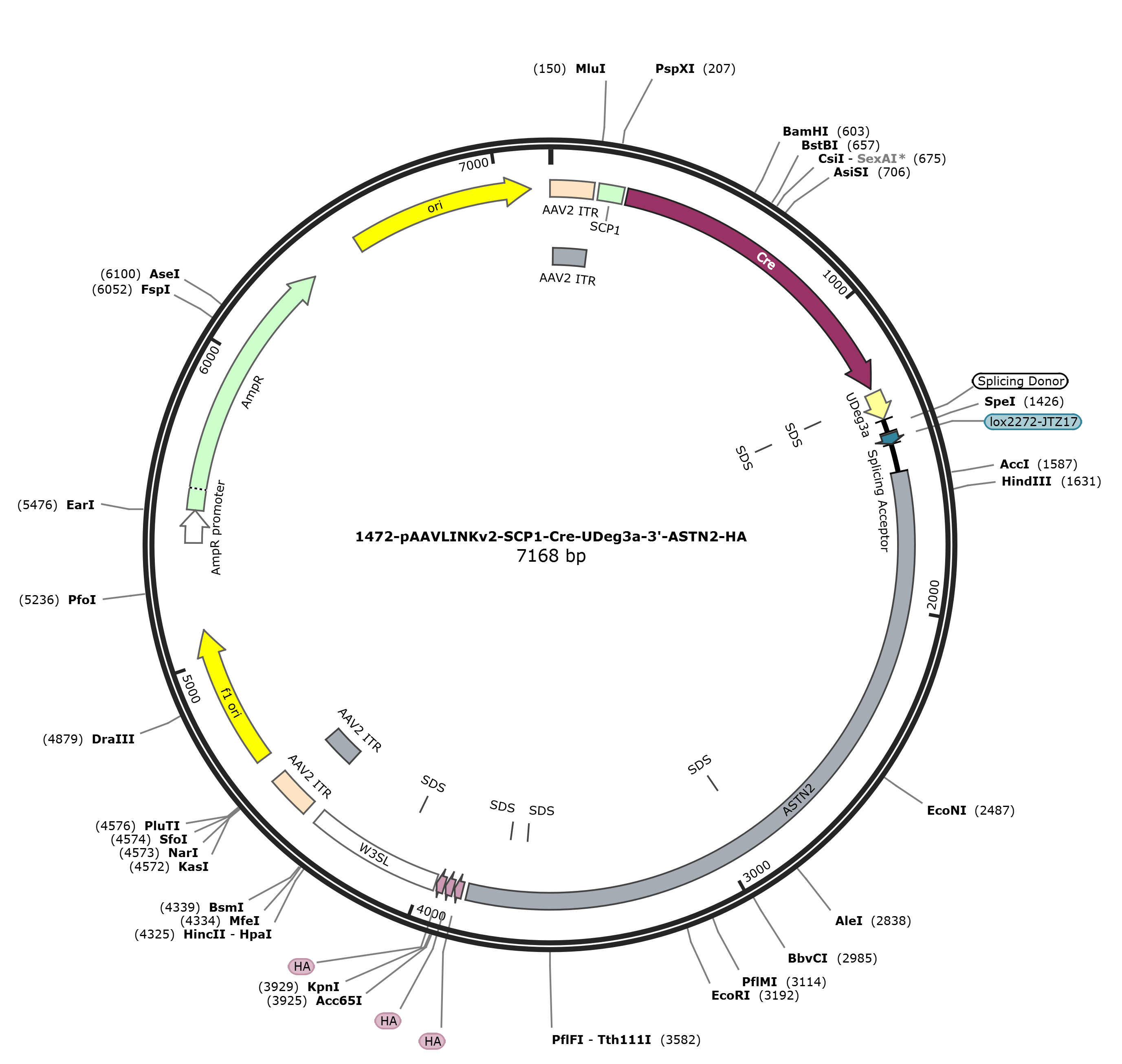 pAAVLINKv2-SCP1-Cre-UDeg3a-3-ASTN2-HA载体图谱