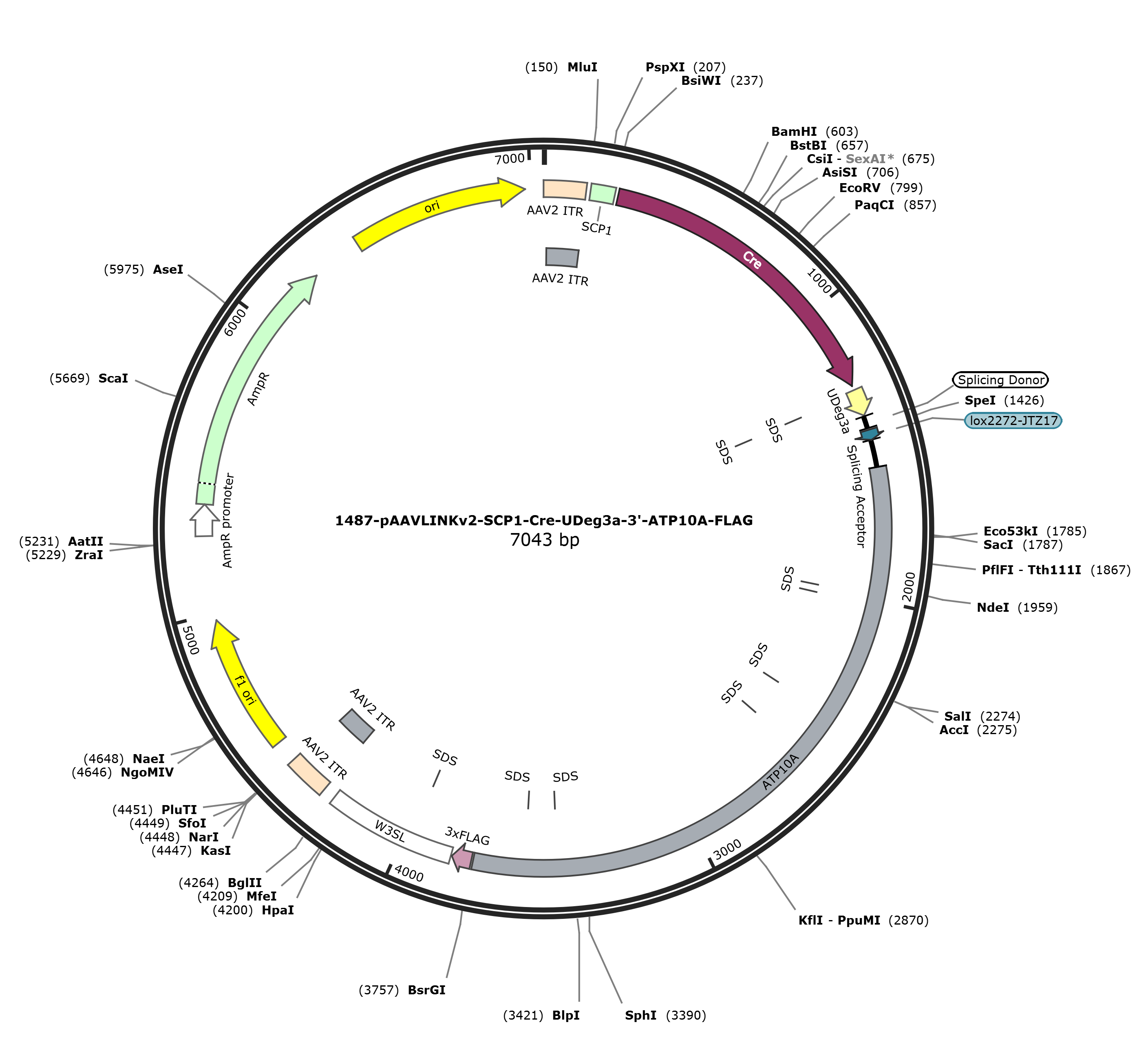 pAAVLINKv2-SCP1-Cre-UDeg3a-3-ATP10A-FLAG载体图谱