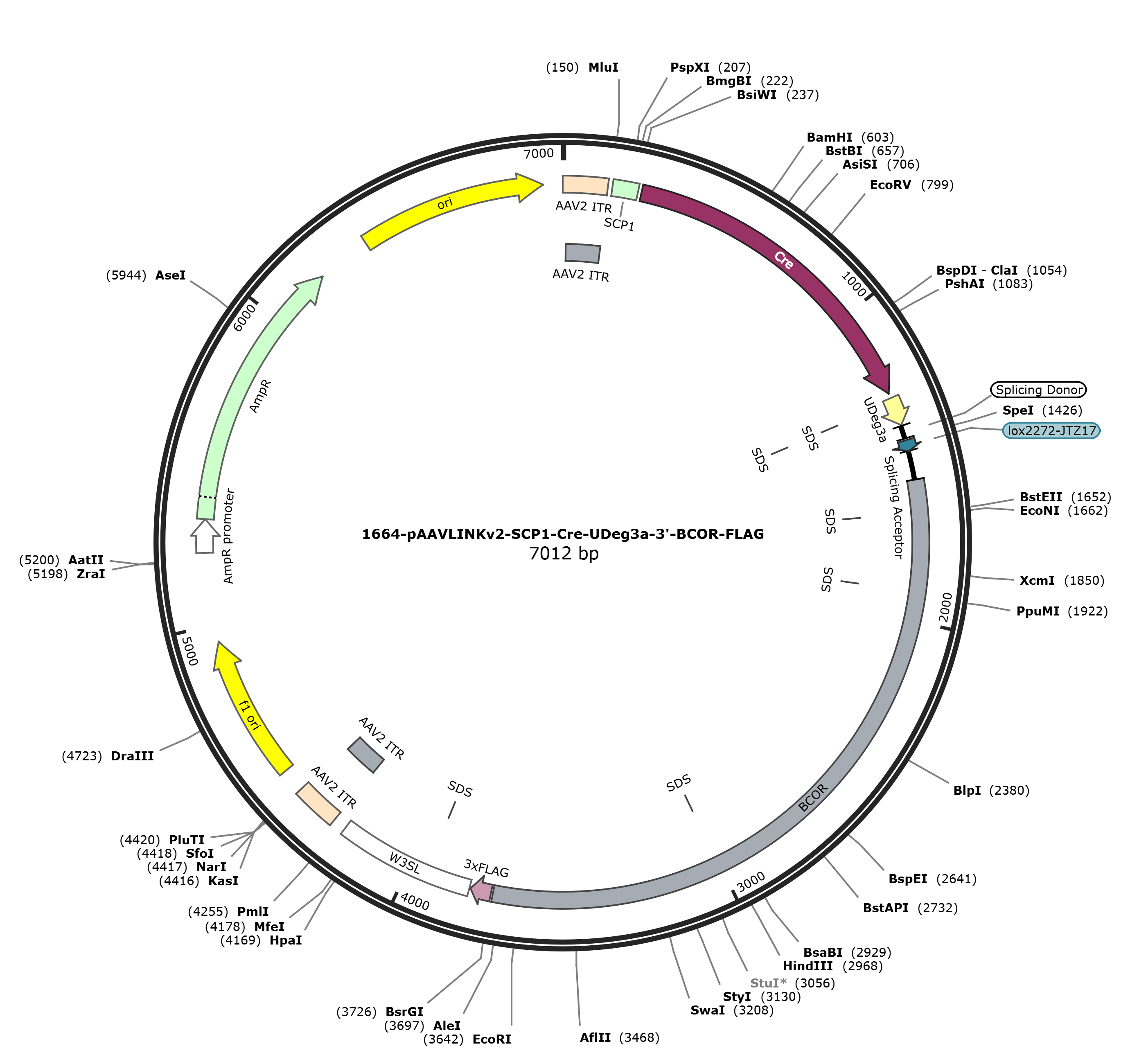 pAAVLINKv2-SCP1-Cre-UDeg3a-3-BCOR-FLAG载体图谱