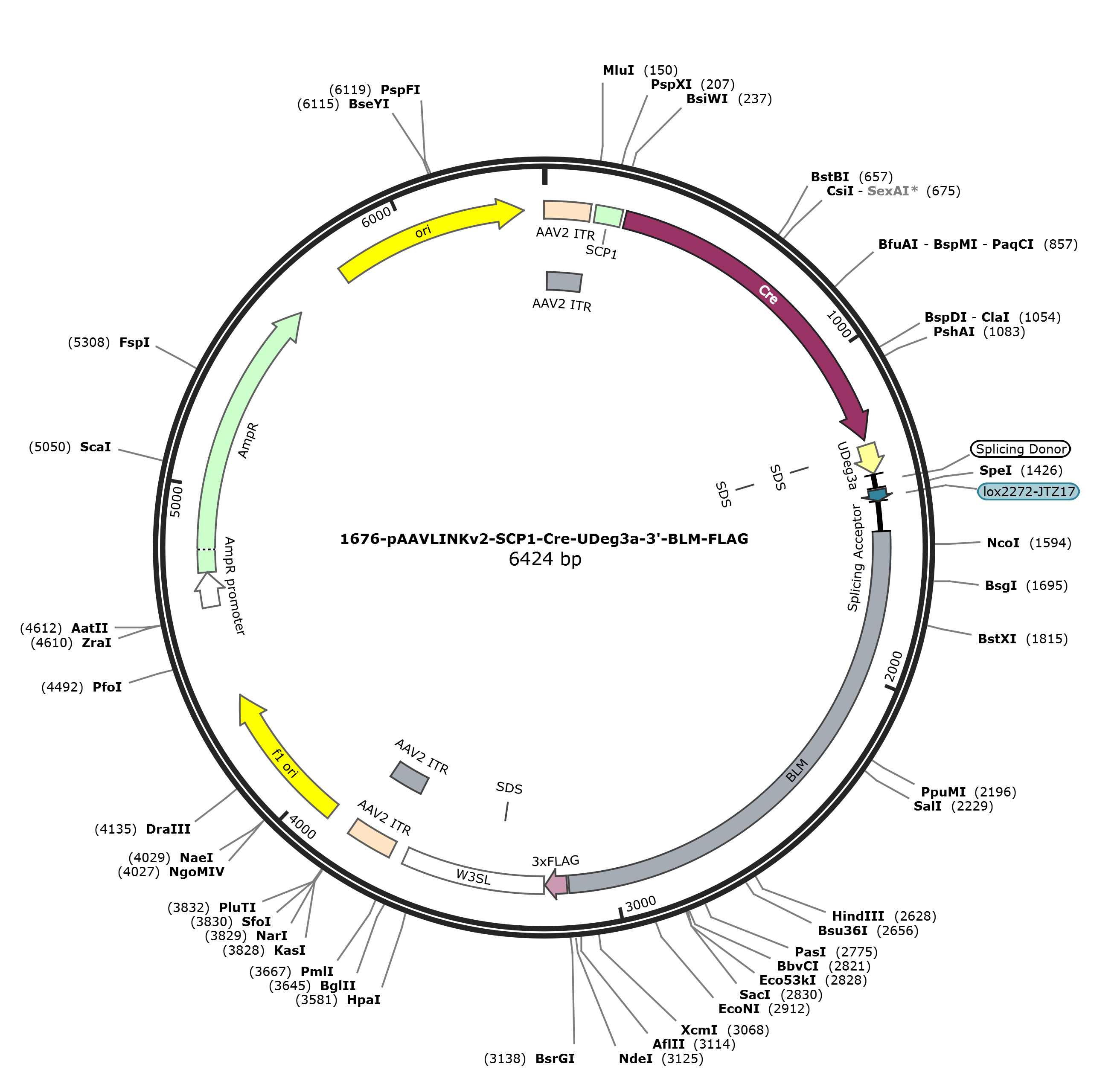 pAAVLINKv2-SCP1-Cre-UDeg3a-3-BLM-FLAG载体图谱