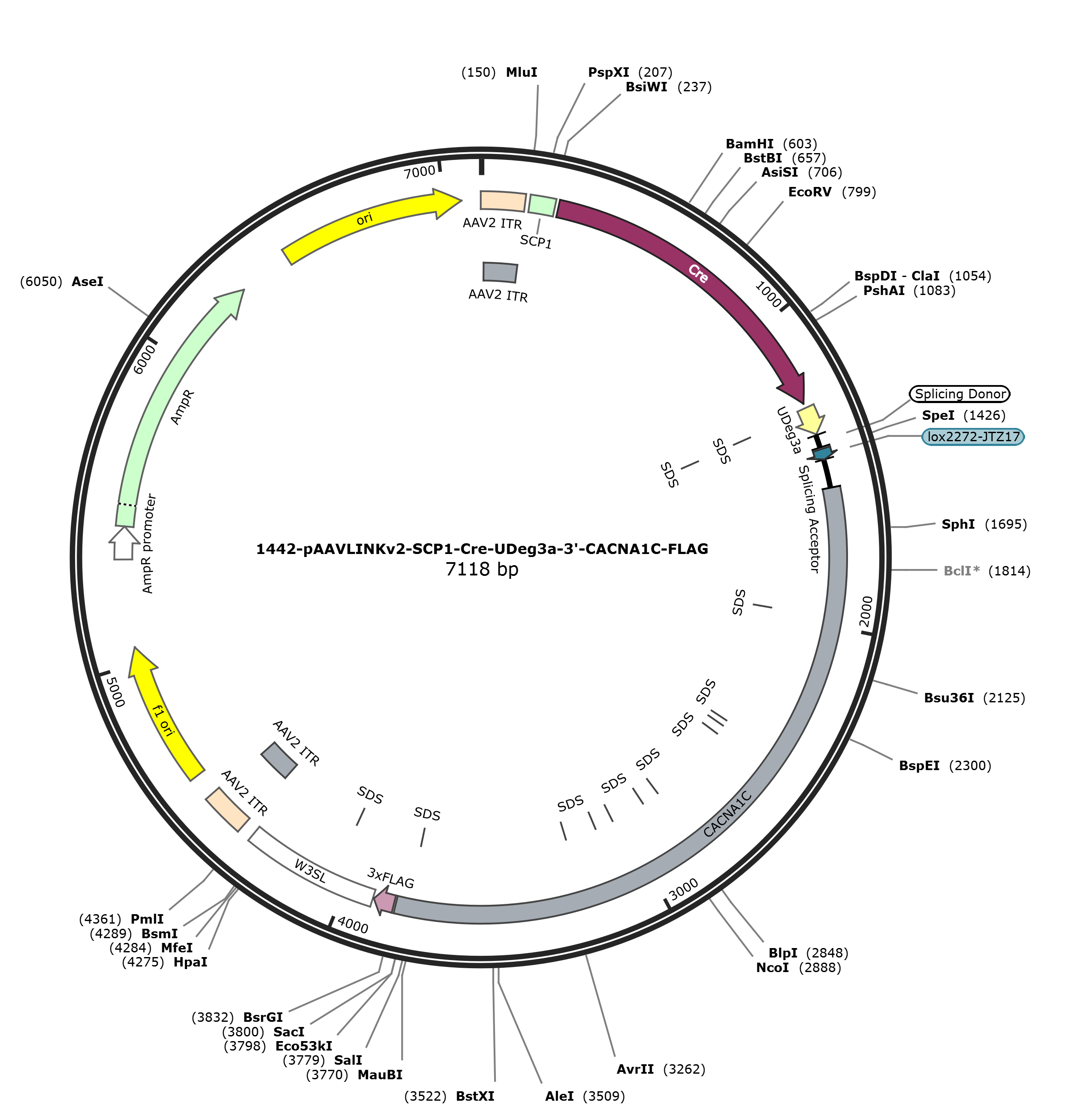 pAAVLINKv2-SCP1-Cre-UDeg3a-3-CACNA1C-FLAG载体图谱