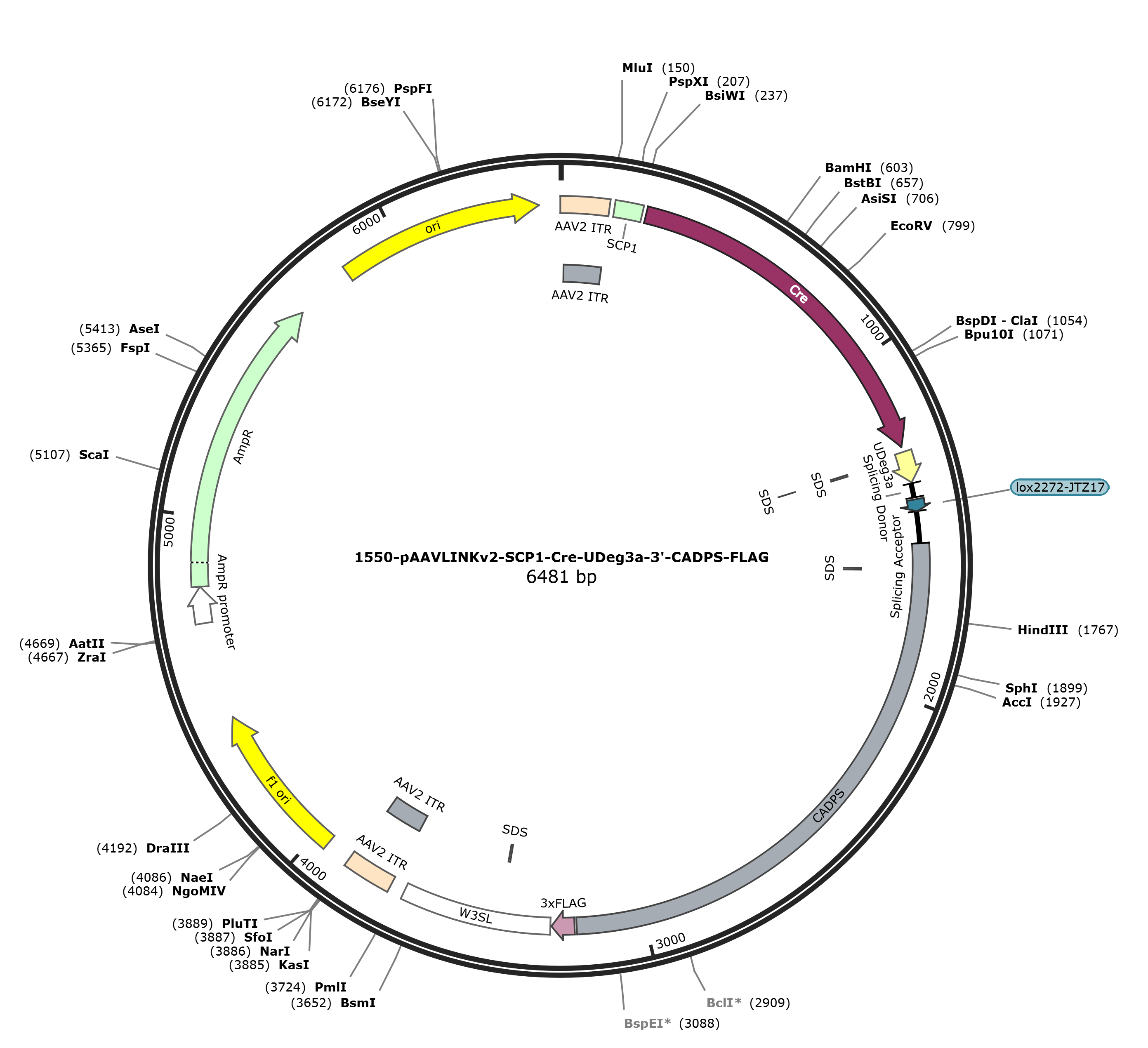 pAAVLINKv2-SCP1-Cre-UDeg3a-3-CADPS-FLAG载体图谱