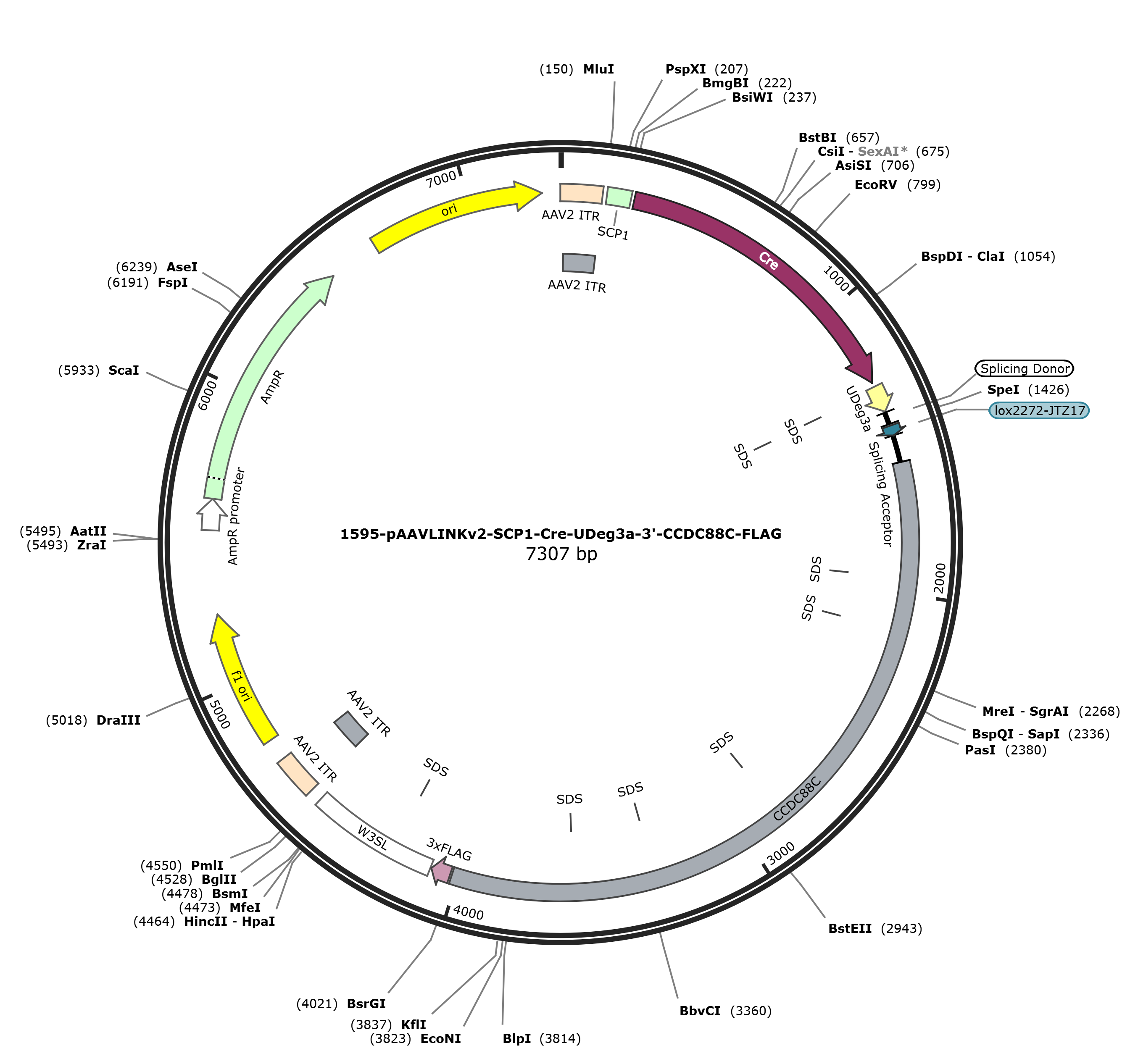 pAAVLINKv2-SCP1-Cre-UDeg3a-3-CCDC88C-FLAG载体图谱