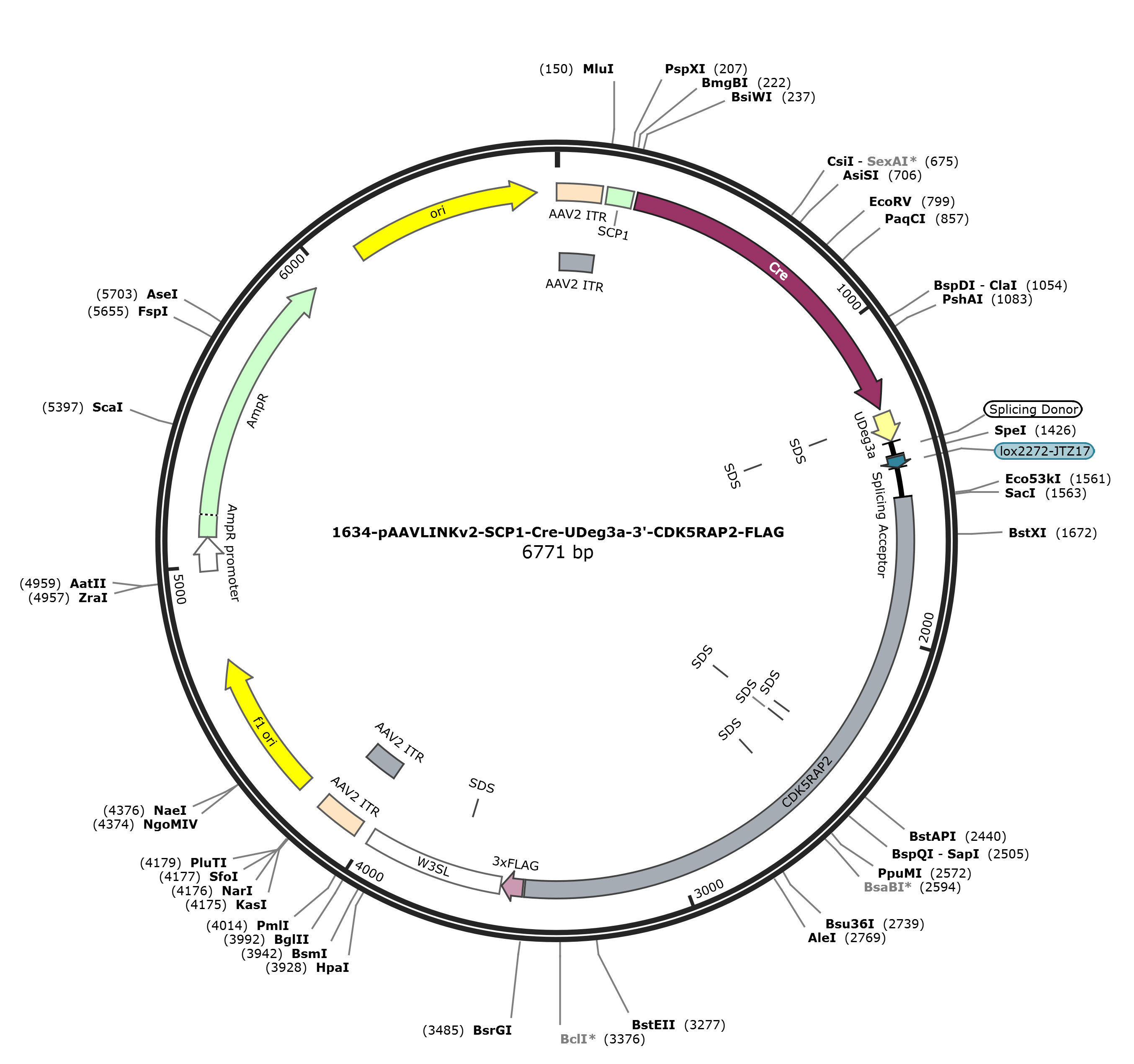 pAAVLINKv2-SCP1-Cre-UDeg3a-3-CDK5RAP2-FLAG载体图谱