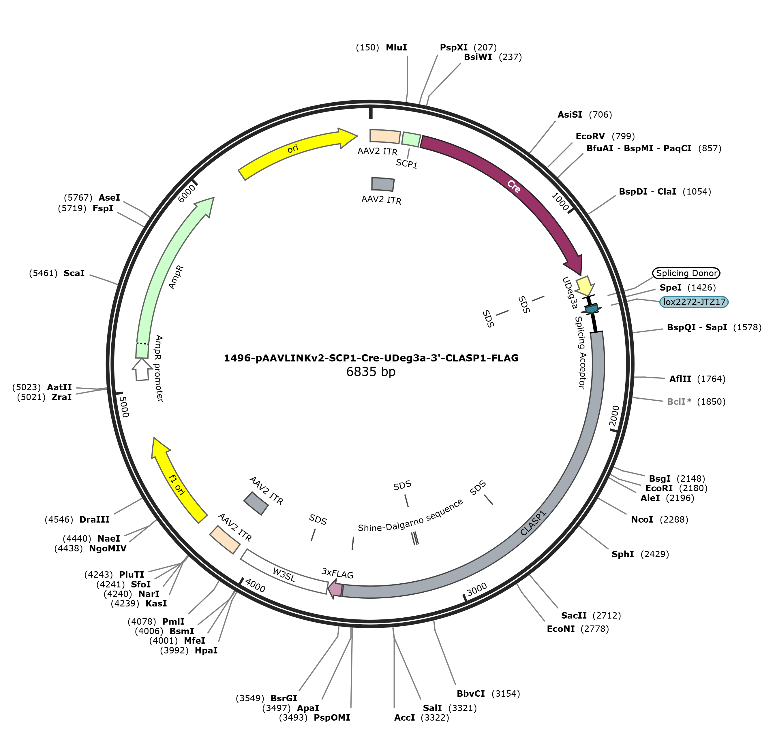 pAAVLINKv2-SCP1-Cre-UDeg3a-3-CLASP1-FLAG载体图谱