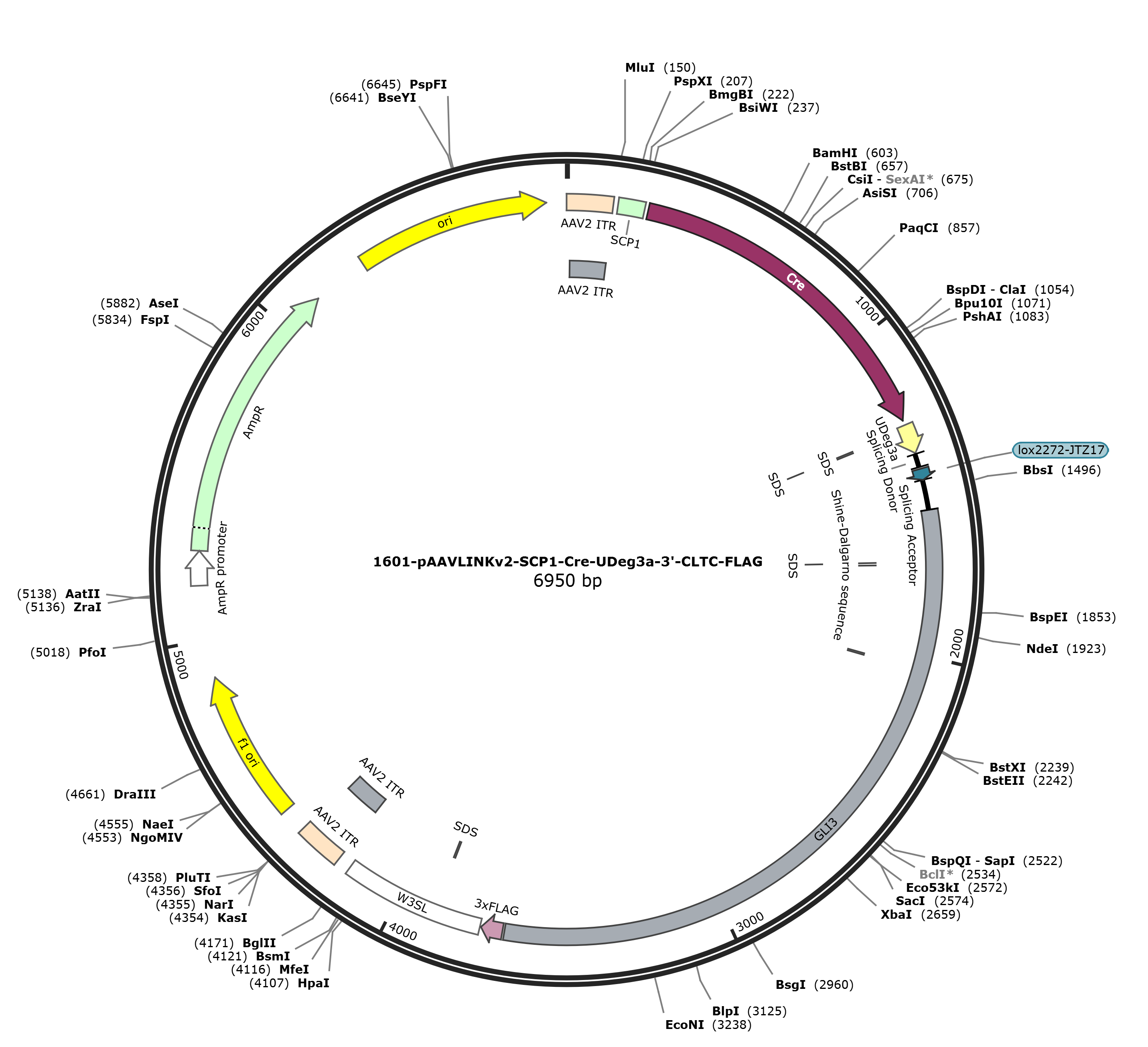 pAAVLINKv2-SCP1-Cre-UDeg3a-3-CLTC-FLAG载体图谱