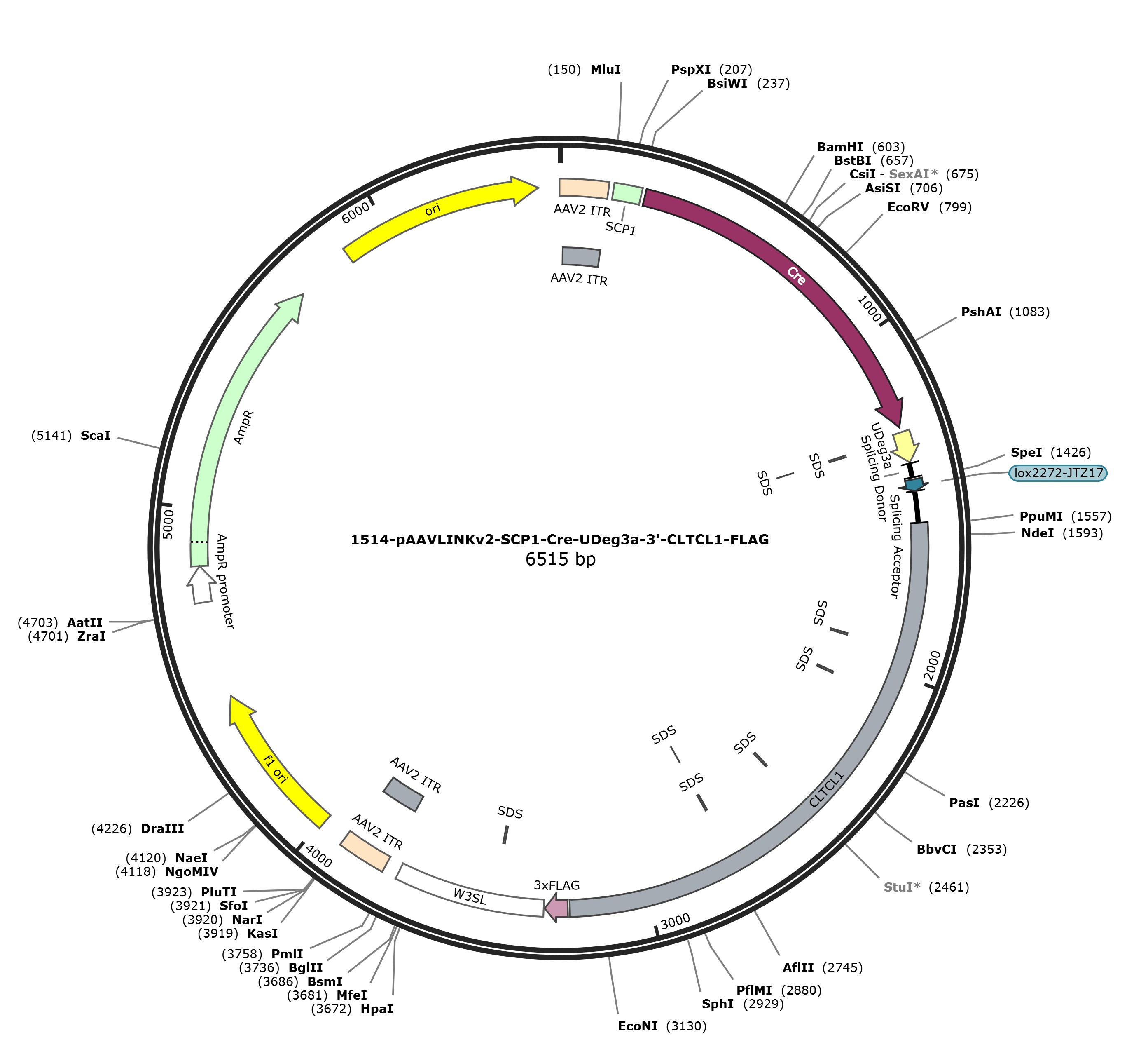 pAAVLINKv2-SCP1-Cre-UDeg3a-3-CLTCL1-FLAG载体图谱