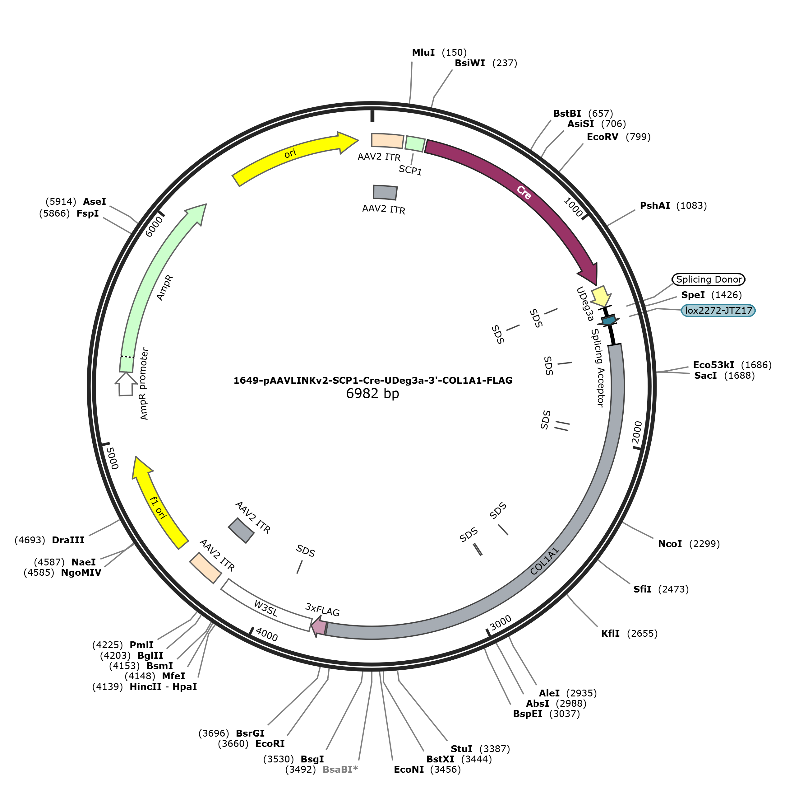 pAAVLINKv2-SCP1-Cre-UDeg3a-3-COL1A1-FLAG载体图谱