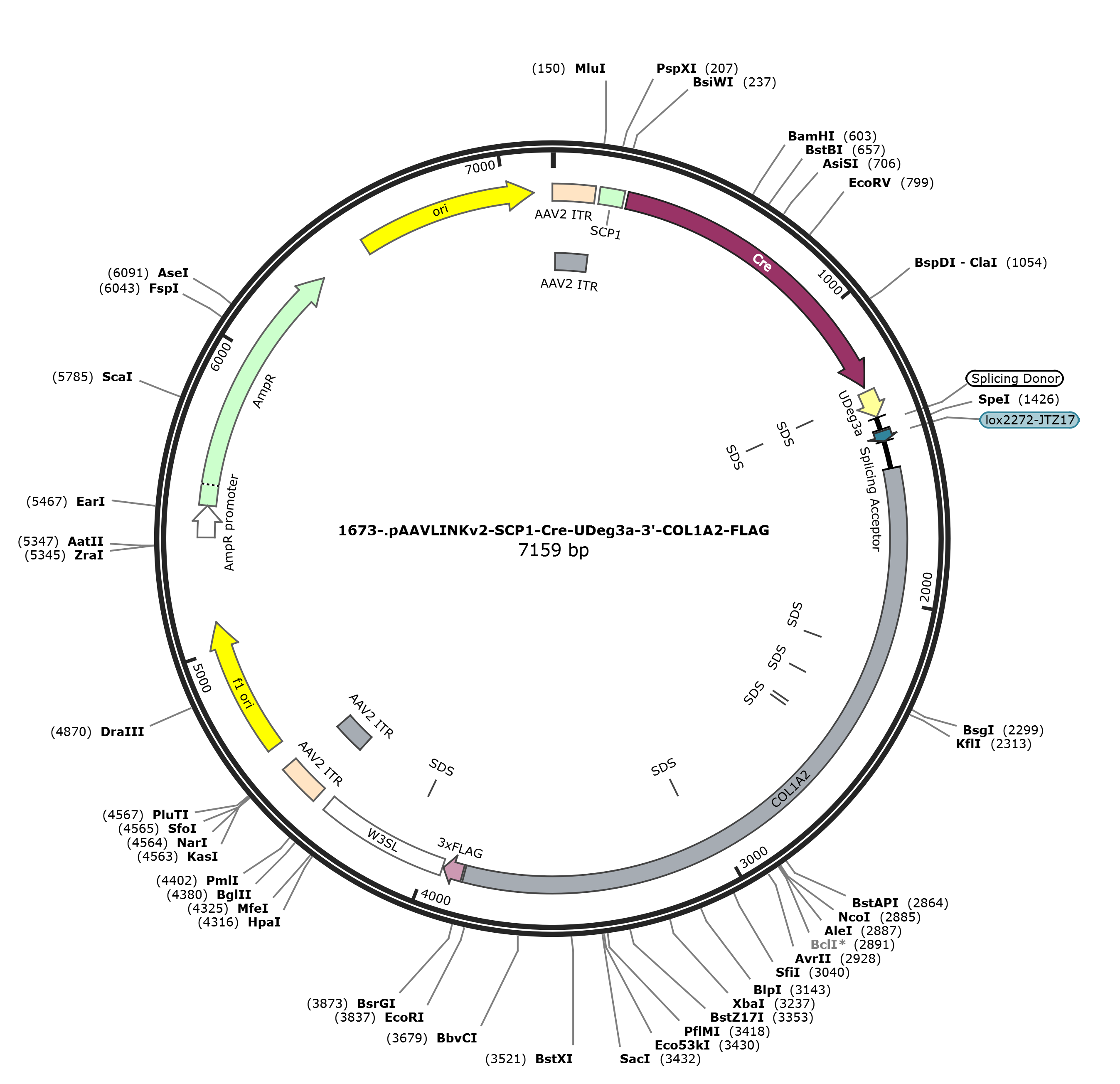 pAAVLINKv2-SCP1-Cre-UDeg3a-3-COL1A2-FLAG载体图谱