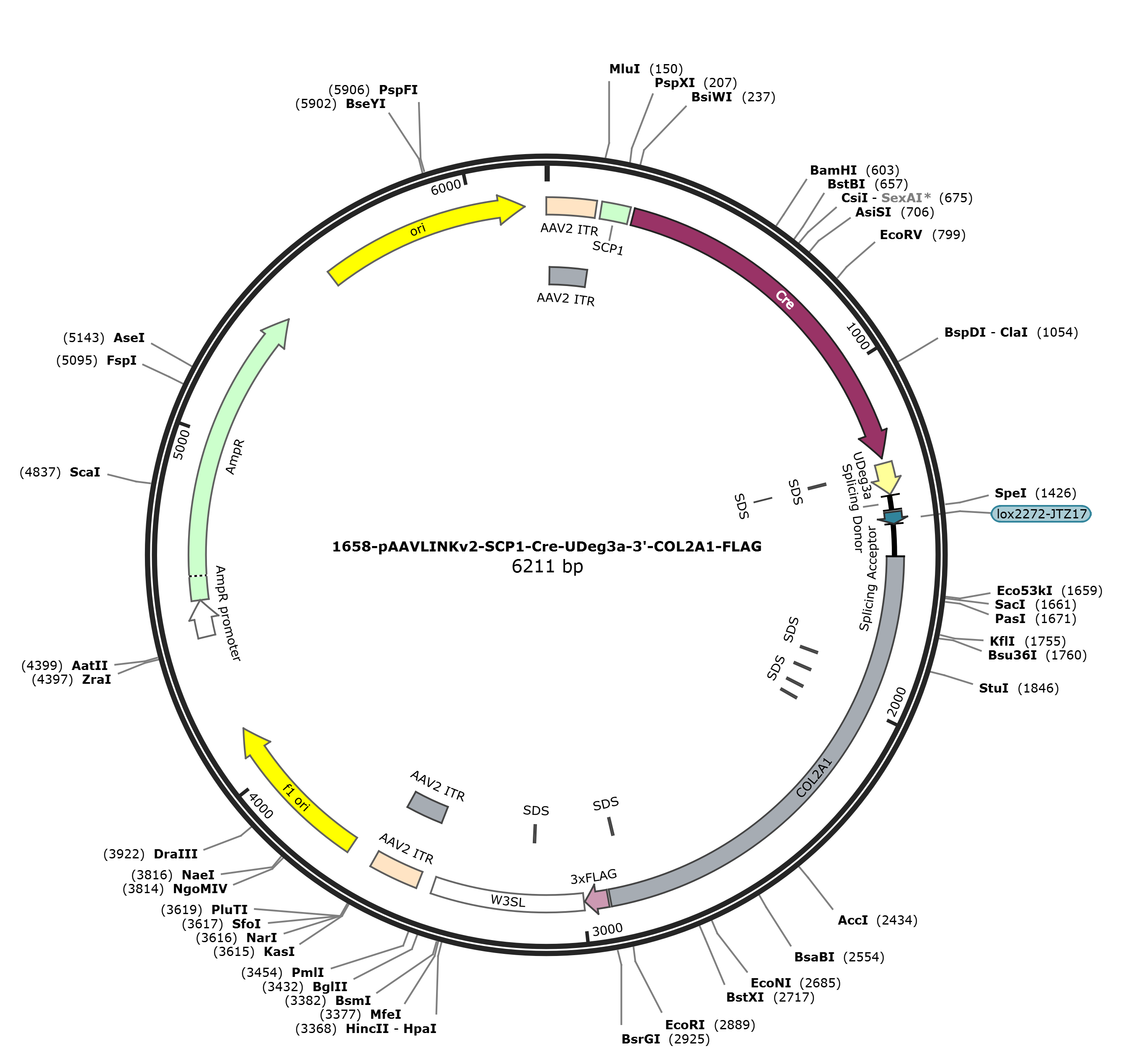 pAAVLINKv2-SCP1-Cre-UDeg3a-3-COL2A1-FLAG载体图谱