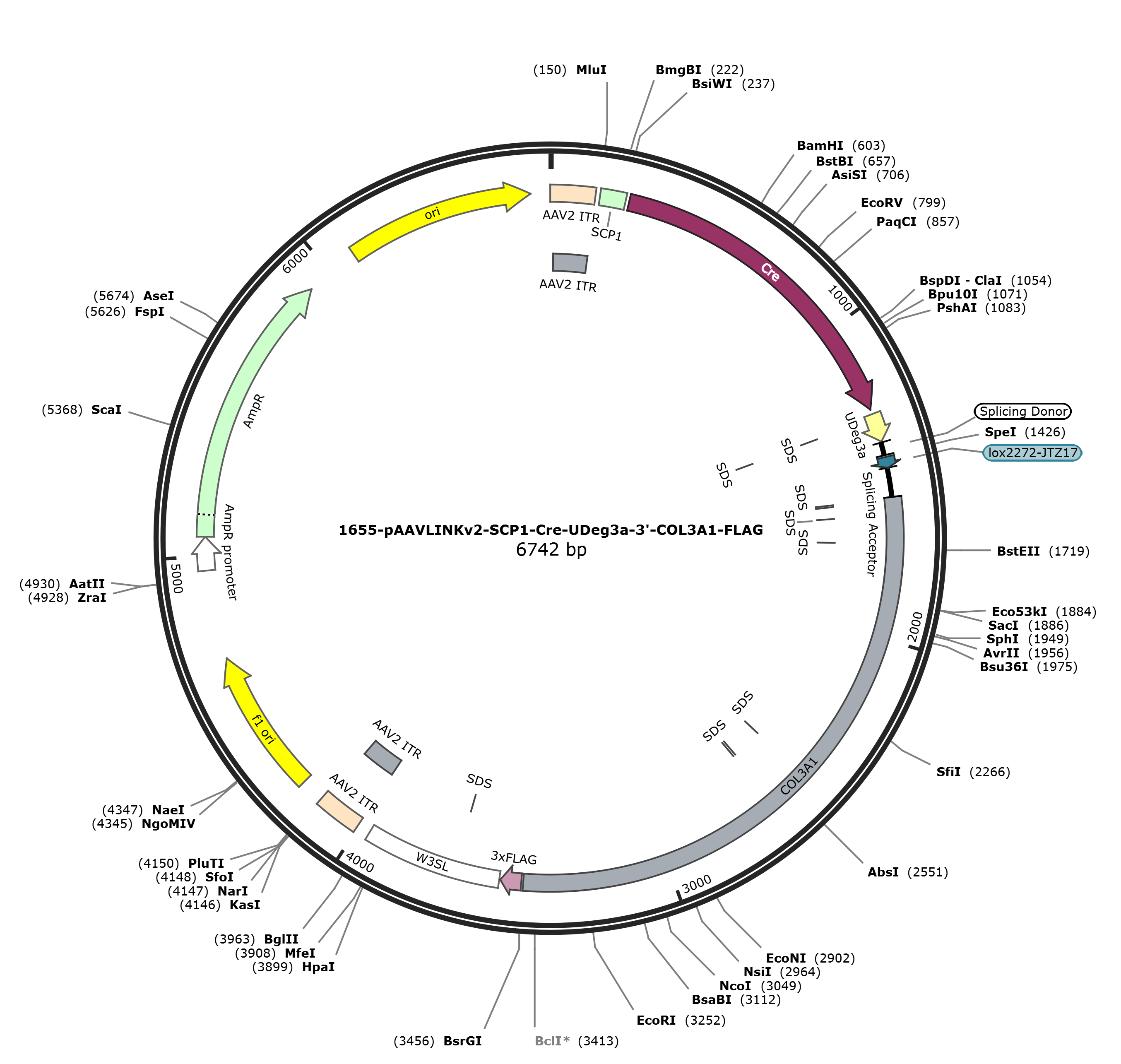 pAAVLINKv2-SCP1-Cre-UDeg3a-3-COL3A1-FLAG载体图谱