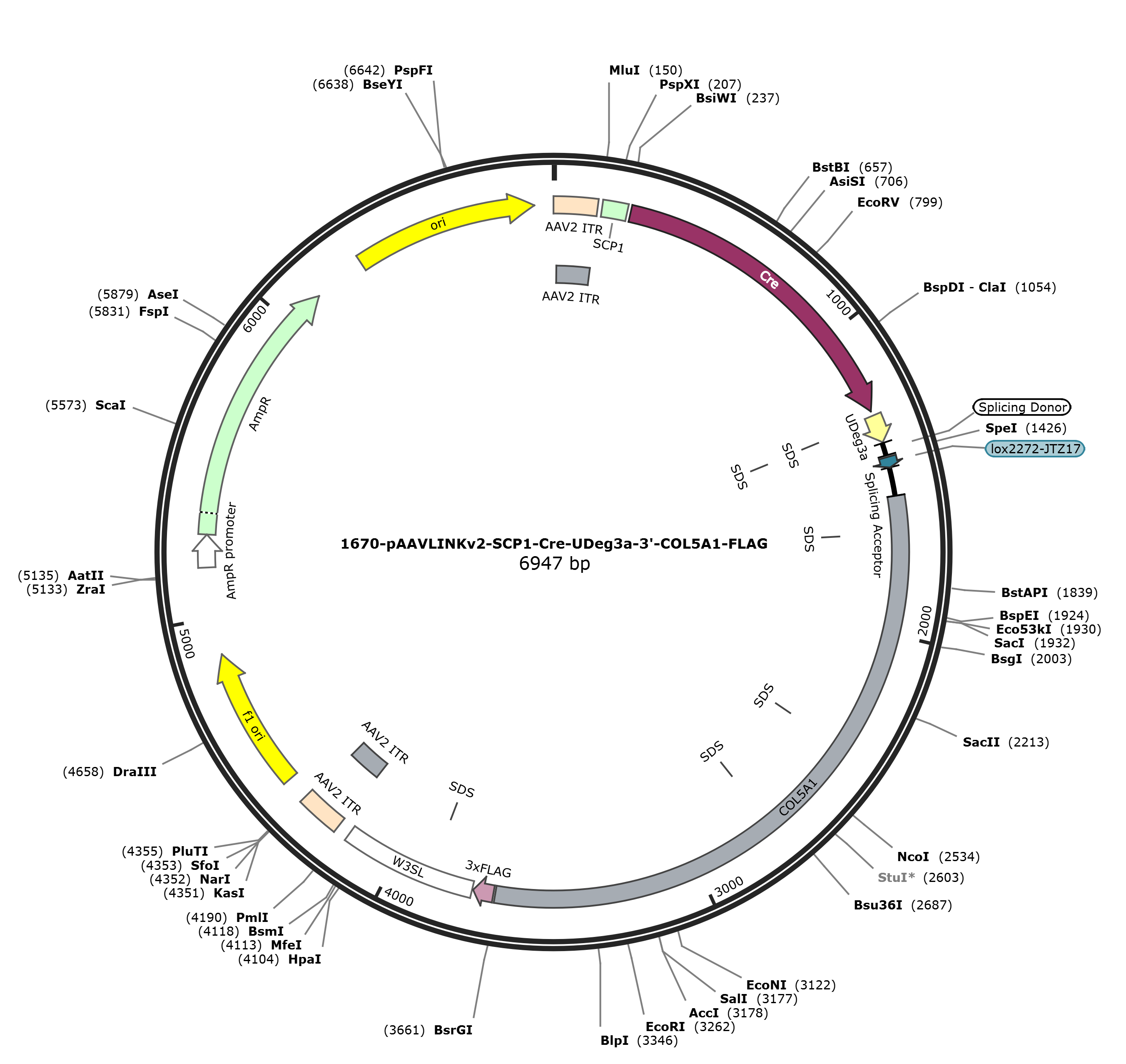 pAAVLINKv2-SCP1-Cre-UDeg3a-3-COL5A1-FLAG载体图谱