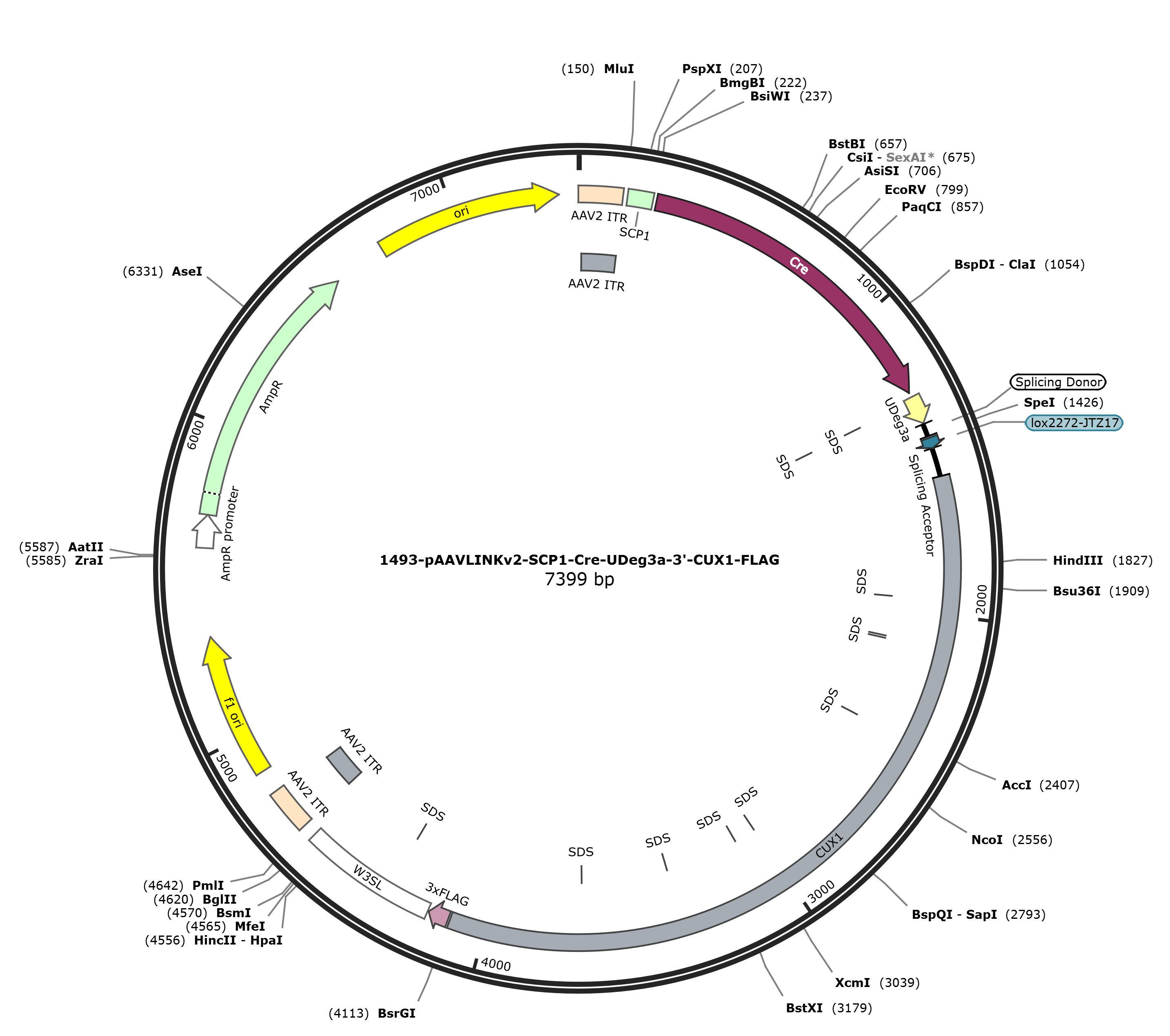 pAAVLINKv2-SCP1-Cre-UDeg3a-3-CUX1-FLAG载体图谱