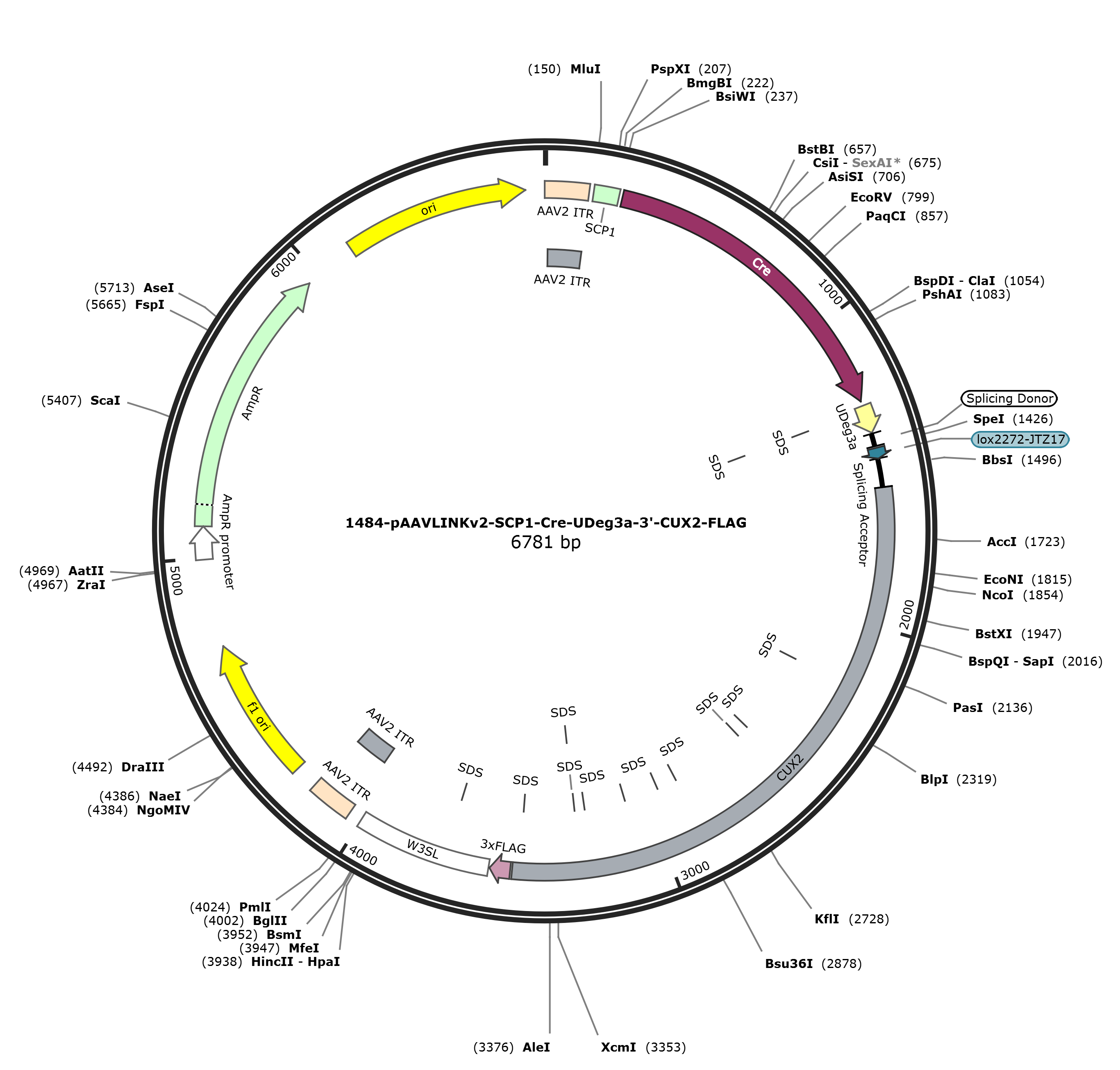 pAAVLINKv2-SCP1-Cre-UDeg3a-3-CUX2-FLAG载体图谱