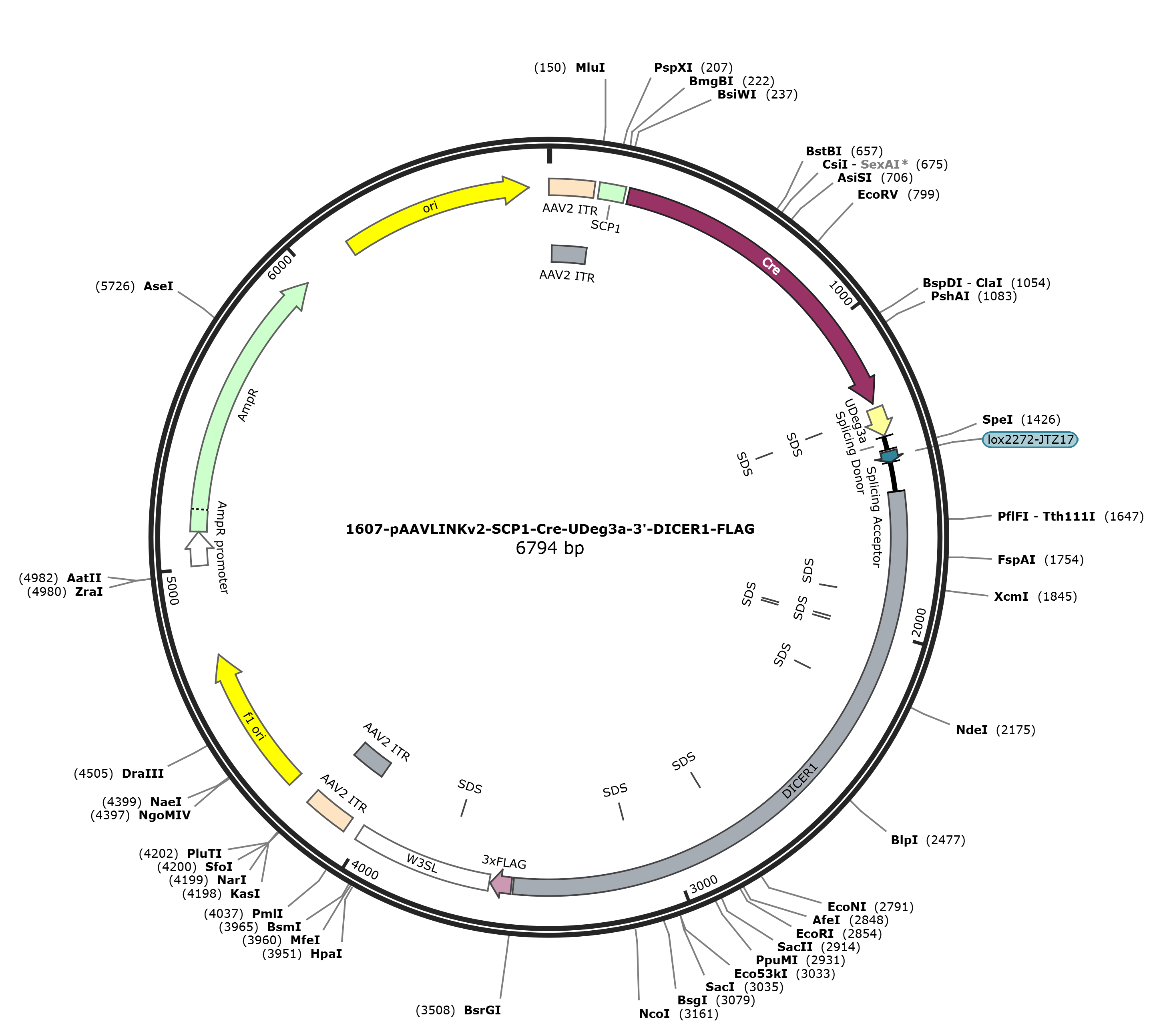 pAAVLINKv2-SCP1-Cre-UDeg3a-3-DICER1-FLAG载体图谱