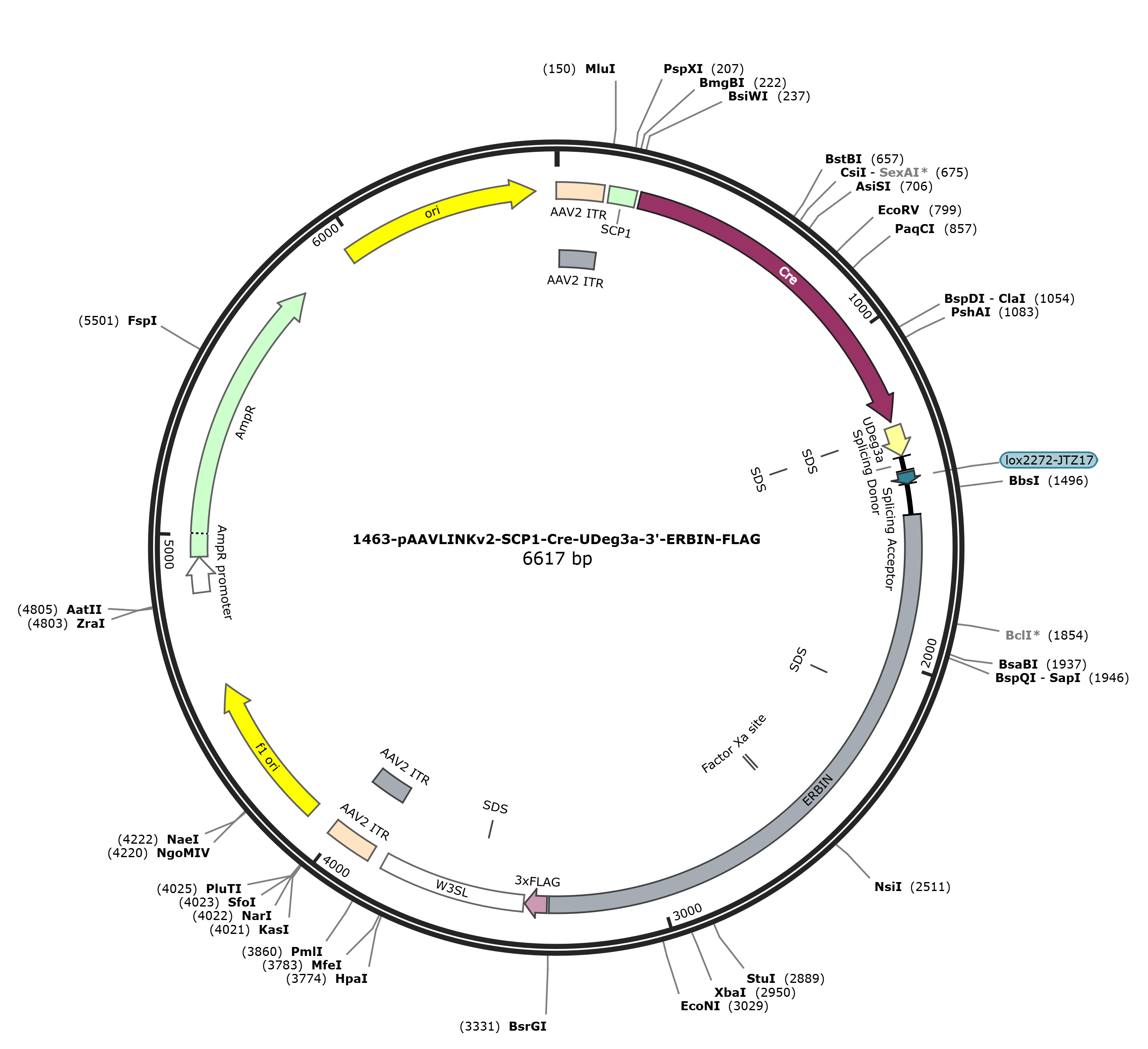 pAAVLINKv2-SCP1-Cre-UDeg3a-3-ERBIN-FLAG载体图谱