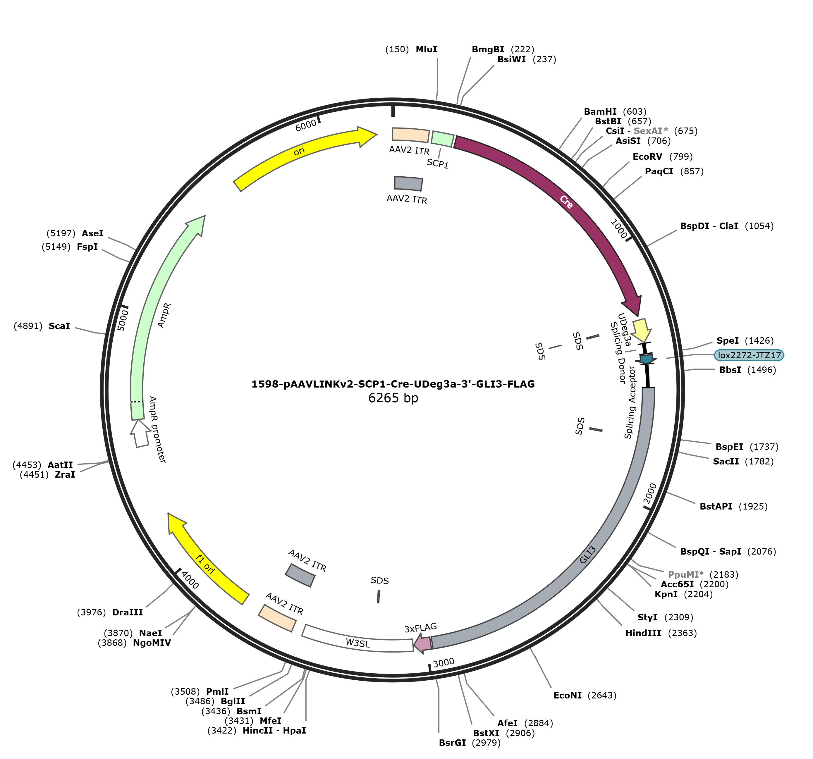 pAAVLINKv2-SCP1-Cre-UDeg3a-3-GLI3-FLAG载体图谱