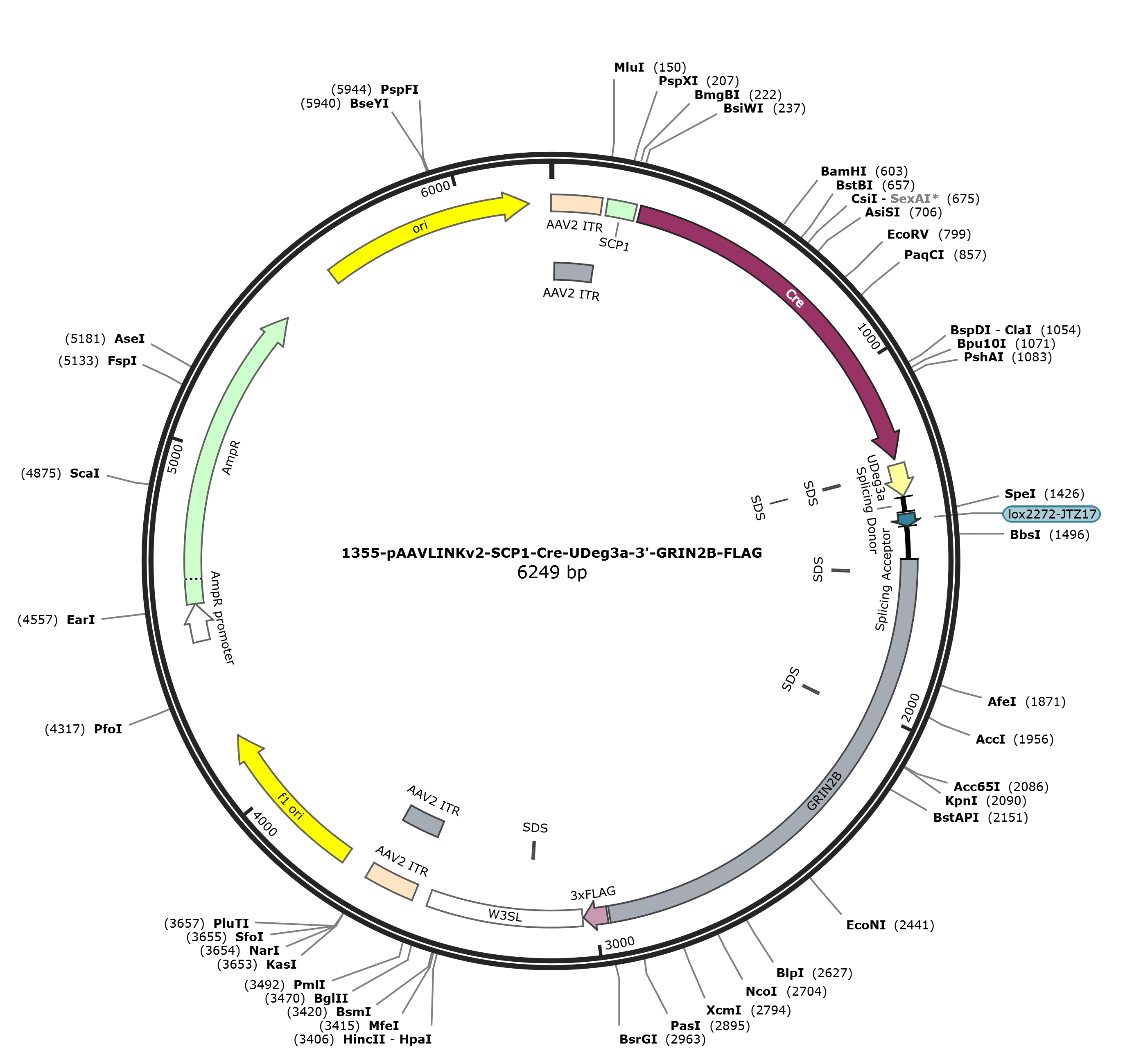 pAAVLINKv2-SCP1-Cre-UDeg3a-3-GRIN2B-FLAG载体图谱