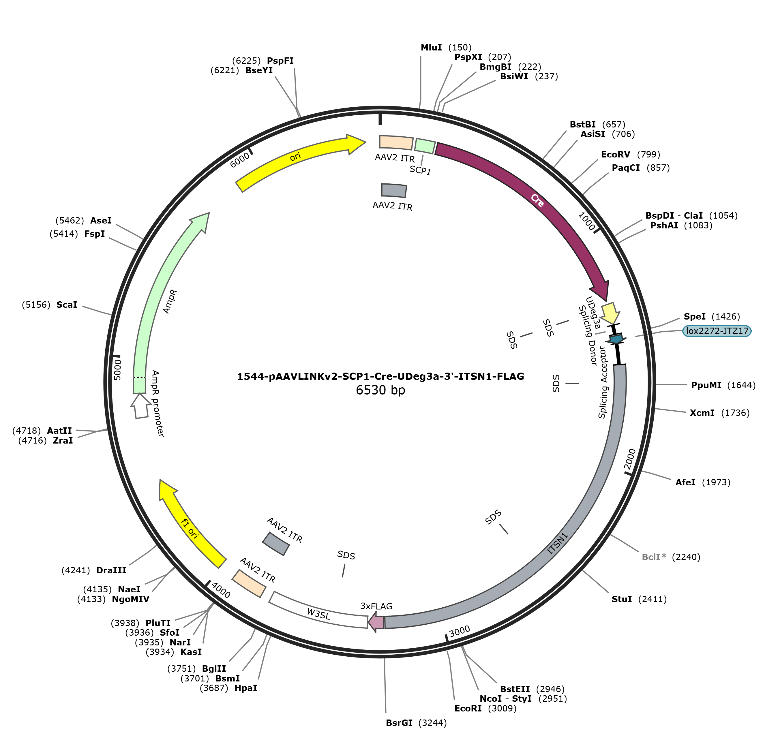 pAAVLINKv2-SCP1-Cre-UDeg3a-3-ITSN1-FLAG载体图谱